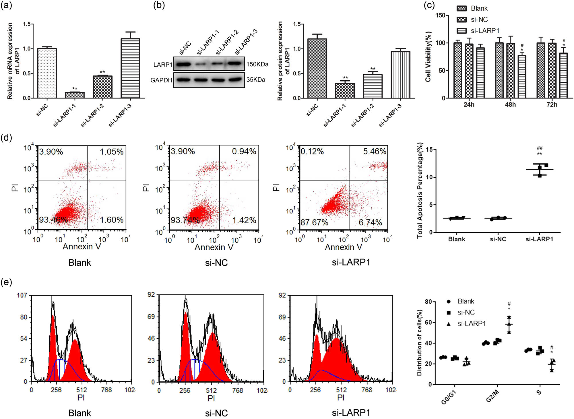 Figure 2
Effect of LARP1 knockdown on GC cell viability, apoptosis, and cell cycle distribution. (a) LARP1 mRNA expression was determined in KATO III cells transfected with three RNA interfering sequences. (b) LARP1 protein expression was determined in KATO III cells transfected with three RNA interfering sequences. (c) Cell viability was analyzed in KATO III cells 24, 48, and 72 h after si- LARP1 transfection. (d) Cell apoptosis was determined using Annexin V-FITC flow cytometric analysis in KATO III cells after 48 h of si-LARP1 transfection. (e) Cell cycle distribution was determined using propidium iodide (PI) flow cytometric analysis in KATO III cells after 48 h of si-LARP1 transfection. *P < 0.05, **P < 0.01 compared with the blank group. #
P < 0.05, ##
P < 0.01 compared with the si-NC group.