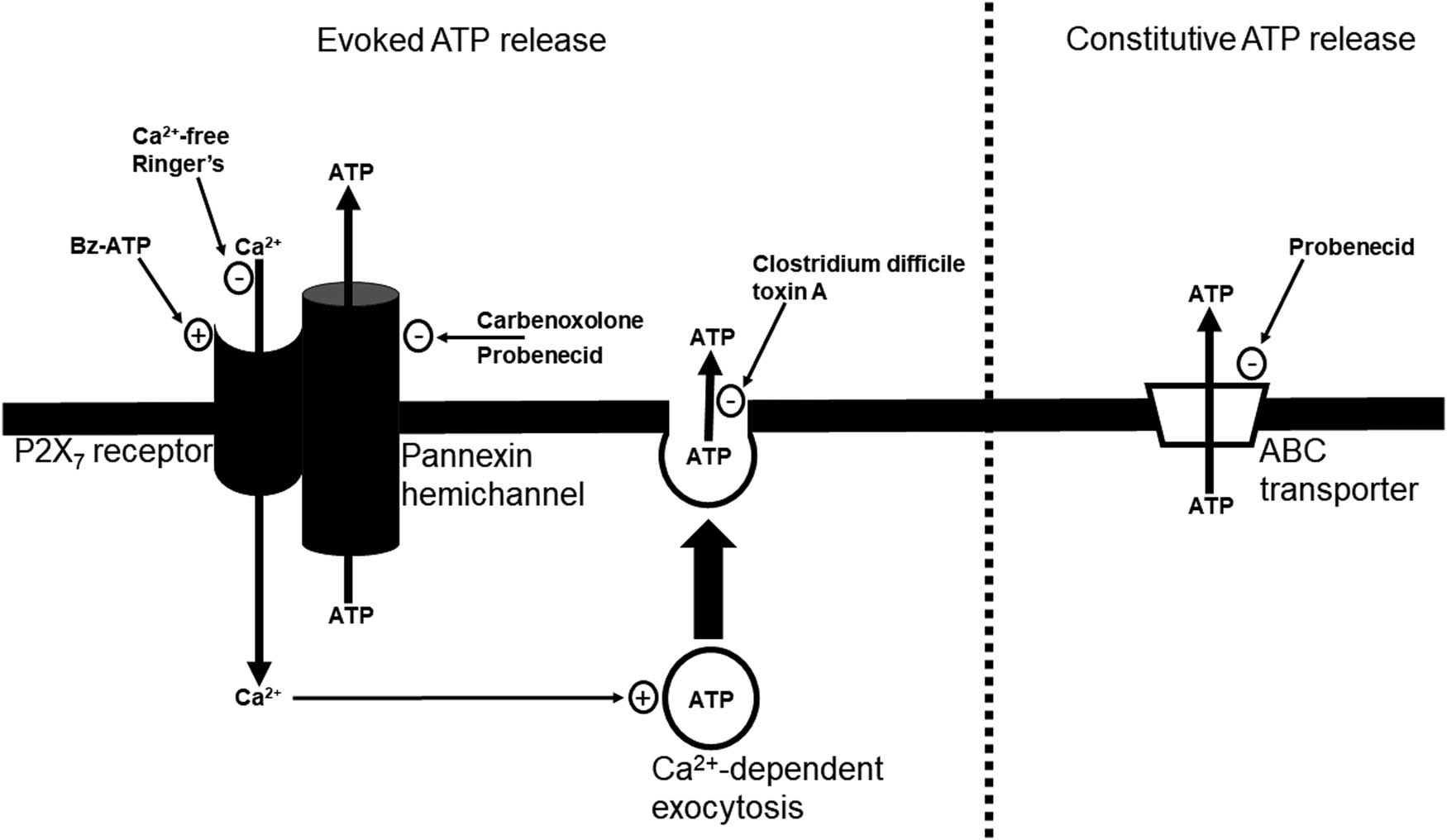 Figure 7 
               Schematic of mechanisms underlying the evoked ATP release and the constitutive ATP release. Extracellular ATP, leaking from damaged cells or released constitutively, activates P2X7 purinergic receptors, leading to Ca2+ influx into the cell via activated P2X7 receptors and subsequent Ca2+-dependent exocytosis of ATP. Activated P2X7 receptors also form a complex with pannexin hemichannels through which ATP can efflux. The constitutive ATP release is mediated by ABC transporters. Inhibitors (−) and stimulators (+) are indicated in the figure.
            