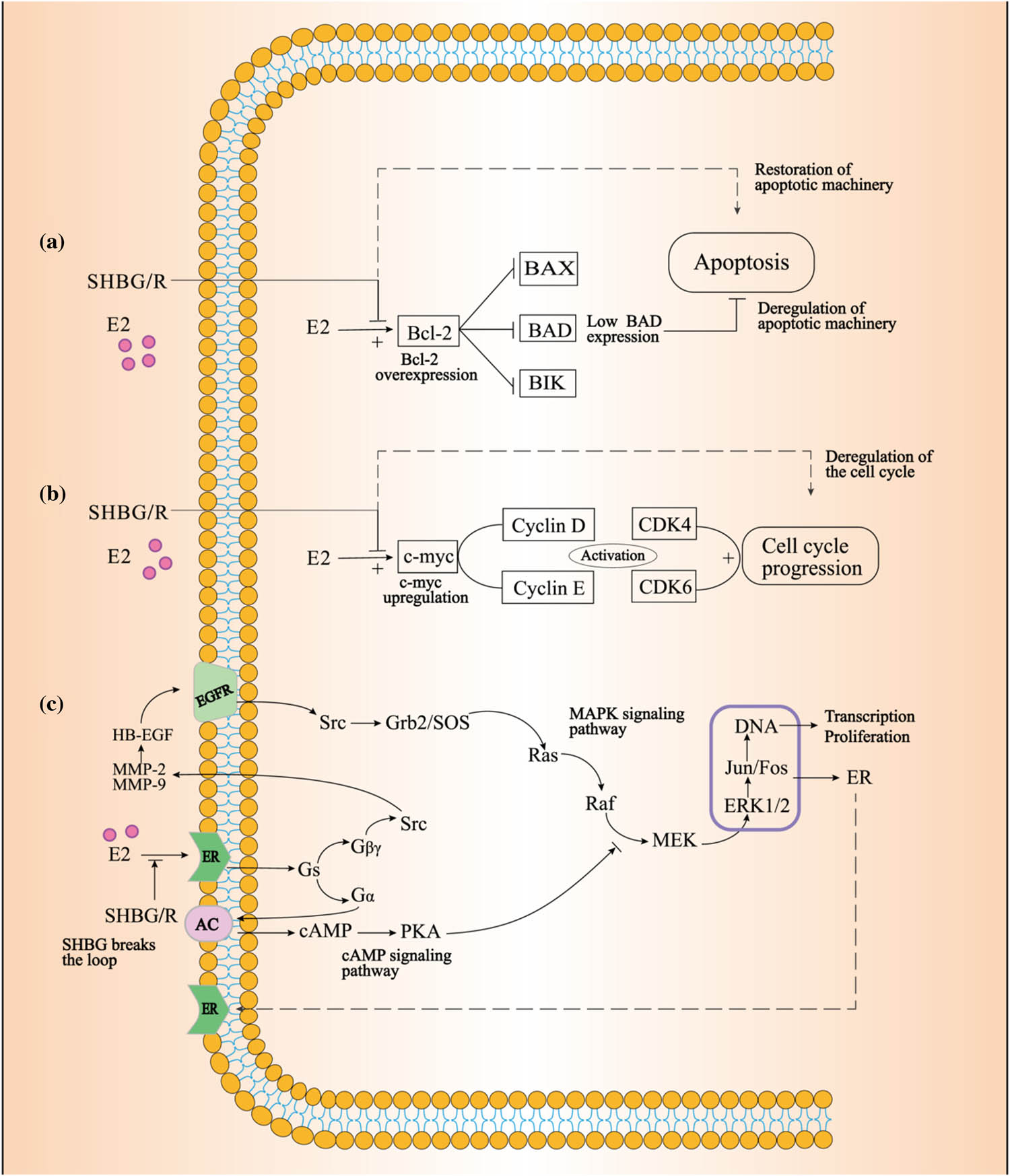 Figure 2
(a) Estradiol induced bcl-2 overexpression and inhibited apoptosis; SHBG interferes with estrogen, downregulates Bcl-2, and restores apoptosis. (b) Estradiol induced c-myc overexpression and promoted cell circulation; SHBG interferes with estradiol, downregulates c-myc, and inhibits DNA replication. (c) Estradiol induced EGFR overexpression, while activation of EGFR-derived signaling pathways amplified the role of estradiol; SHBG disrupts the loop connecting the two pathways by inhibiting estradiol-induced EGFR expression, thereby reducing the growth of breast cancer cells. E2, estradiol; EGFR, epidermal growth factor receptor; Src, tyrosine-protein kinase; Grb2, growth factor receptor-bound protein 2; SOS, son of sevenless; Partially prepared from KEGG database (map01522).