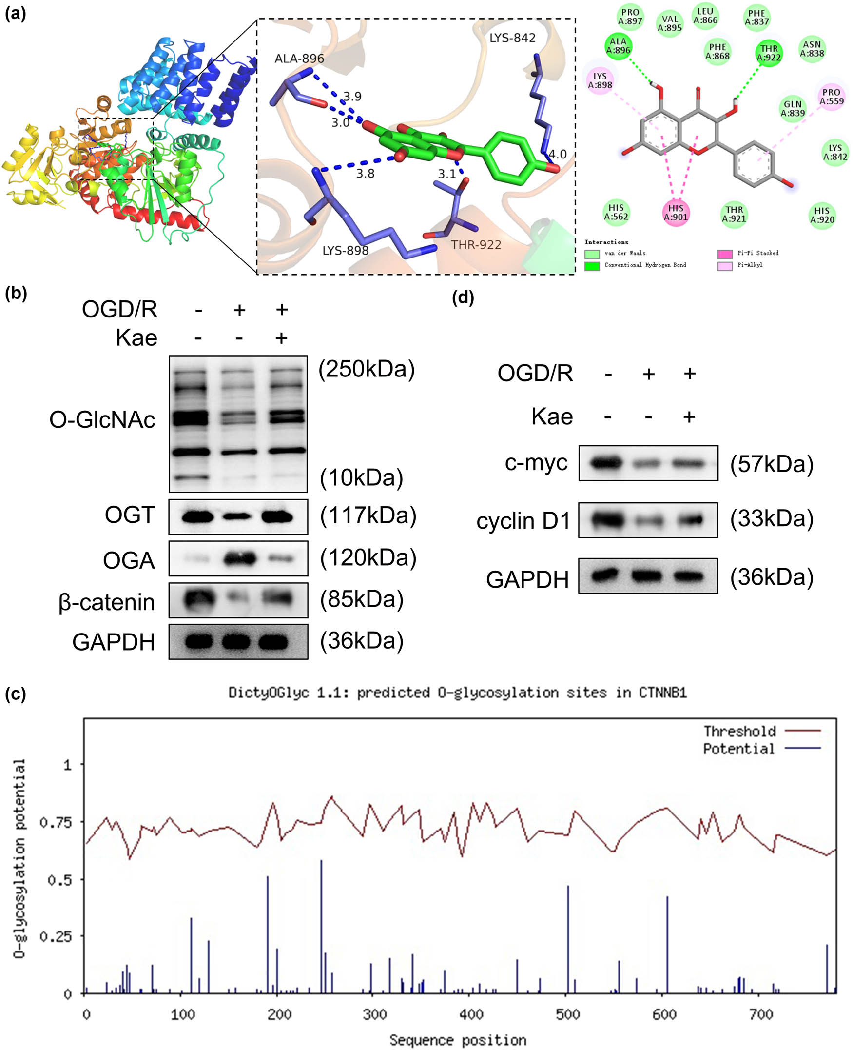 Figure 4
Kae promotes O‐GlcNAcylation of β-catenin. (a) The molecular docking between Kae and OGT. (b) The OGD/R cells exposed to Kae were lysed and the total O‐GlcNAc, OGT, OGA, and β-catenin levels were assessed by the Western blot. GAPDH was the endogenous control. (c) The O‐GlcNAcylation sites of β-catenin were predicted. (d) The protein levels of c-Myc and cyclin D1 were examined in OGD/R cells stimulated by Kae.