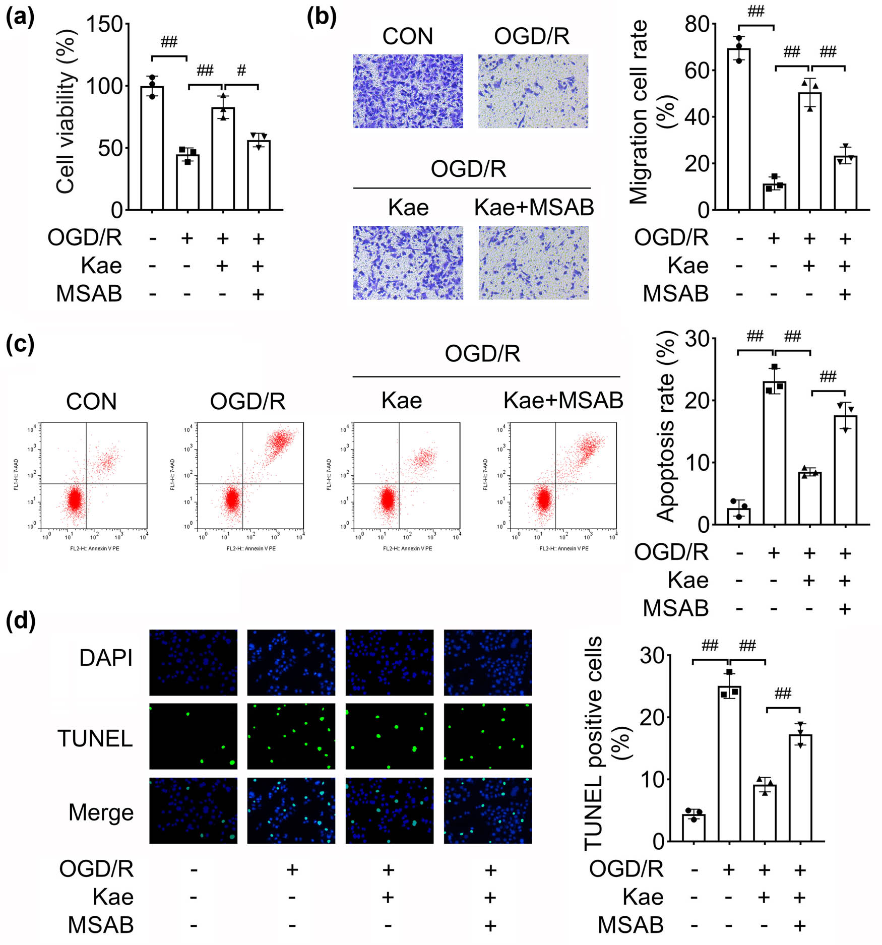Figure 5
Kae inhibits NSC injury by activating the Wnt/β-catenin pathway. After the OGD/R NSCs treated with Kae and MSAB: (a) cell viability was determined using CCK-8; (b) transwell assay evaluated cellular migration; and (c) flow cytometry and (d) TUNEL assay were performed to evaluate apoptosis. ##
P < 0.01. #
P < 0.05.