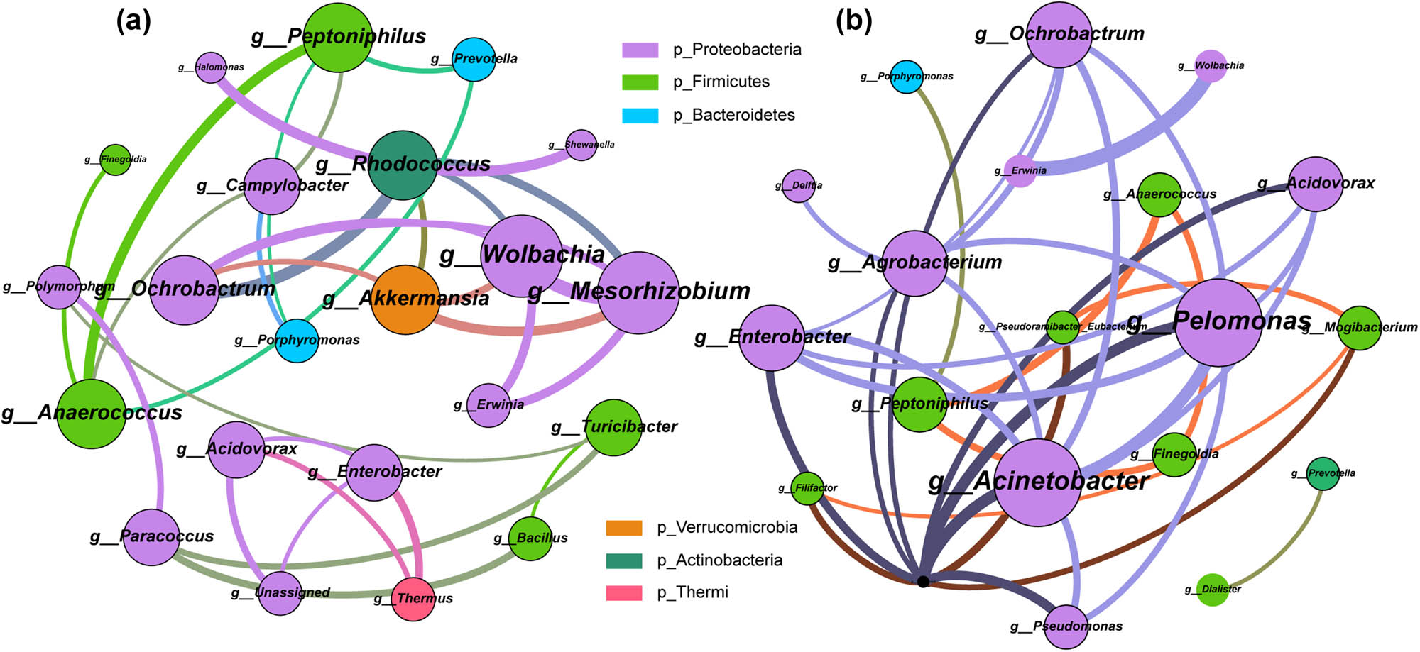Figure 6 
                  Analysis of vaginal microbial co-abundance network between Gynca and Control groups. The color of nodes indicates different phylum, node size represents node degree, connecting line indicates the interaction between genera, and the width of connecting line represents correlation. (a) Gynca group vaginal microbial co-abundance network. (b) Control group vaginal microbial co-abundance network.
               