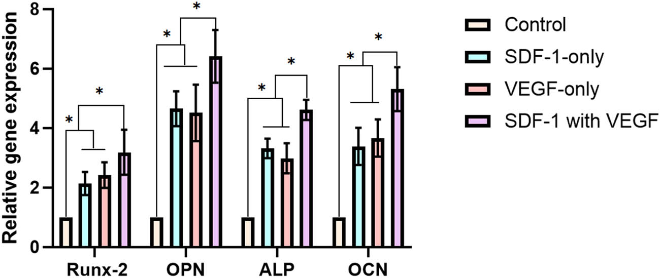 Figure 6 
                  RT‒PCR evaluation. The expression levels of osteoblast-related genes, such as Runx-2, OPN, ALP, and OCN, in SDF-1 with the VEGF group were significantly higher than those in the other groups (P < 0.05). There was a significant difference between the SDF-1 group and the VEGF group compared with the control group (P < 0.05).
               