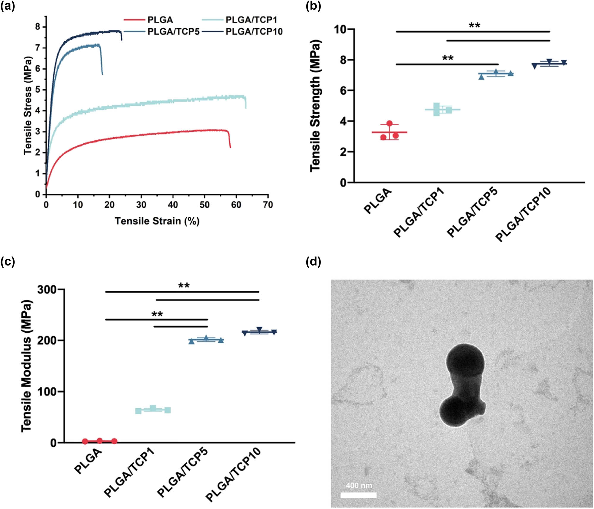 Figure 2
The mechanical properties of PLGA/β-TCP bioactive membrane. (a) Tensile stress–tensile strain of PLGA/β-TCP bioactive membrane, (b) tensile stress, and (c) tensile modulus. (d) Microscopic morphology of β-TCP. Data are presented as the mean value ± SD; n = 3; *p < 0.05 and **p < 0.01.