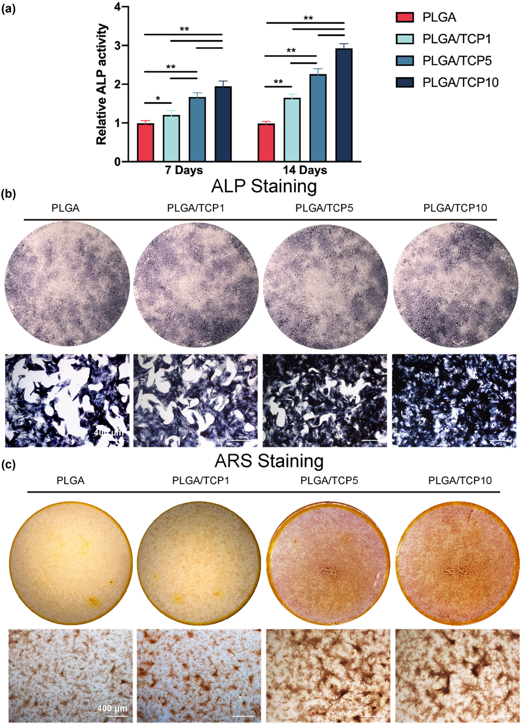 Figure 5
Osteogenic effect on BMSCs treated with extracts. (a) Quantification of ALP activity of BMSCs for 7 and 14 days. (b) ALP staining of BMSCs for 14 days. (c) ARS staining of BMSCs for 21 days. Data are presented as mean value ± SD; n = 3; *p < 0.05 and **p < 0.01.