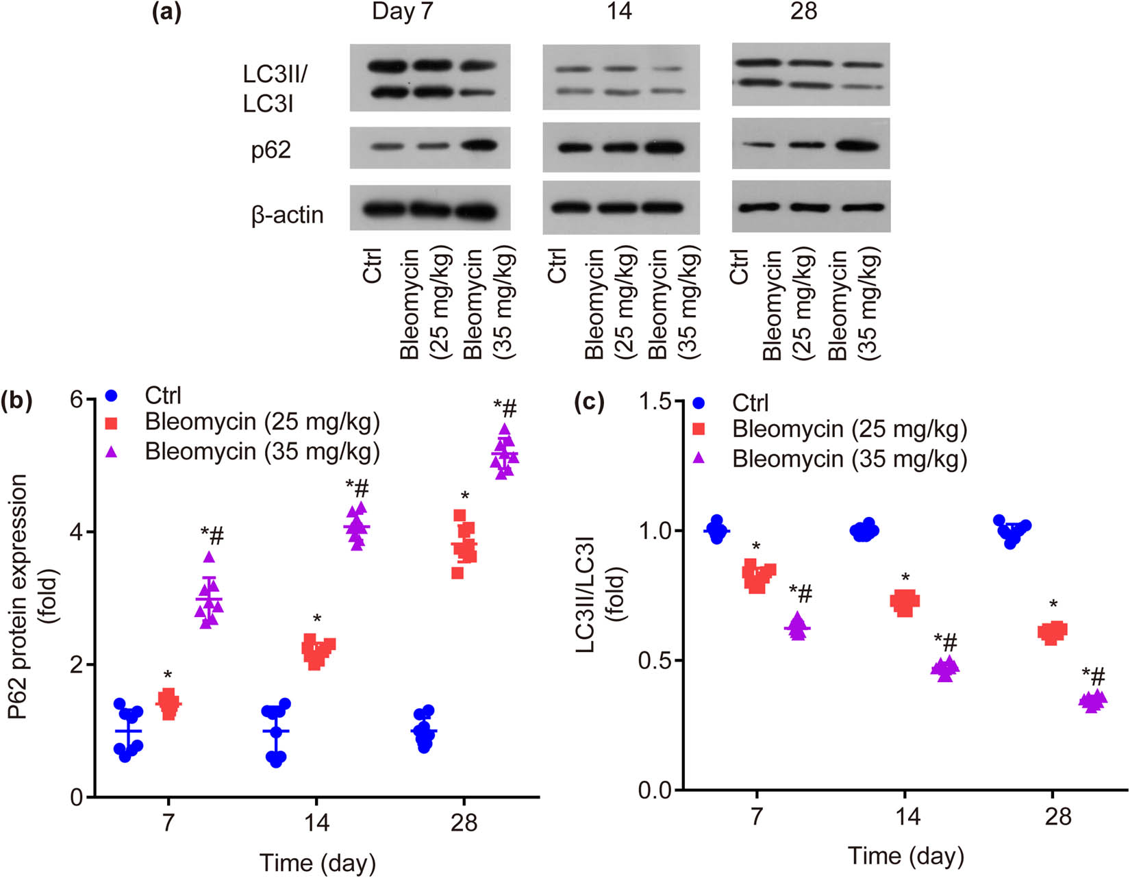 Figure 5
Protein expression of autophagy-related genes in lung tissue of mice in each group (a). BLM dose- and time-dependently increases p62 protein expression (b) and decreases LC3II/LC3I (c). *P < 0.05 vs ctrl, #
P < 0.05 vs BLM low group.