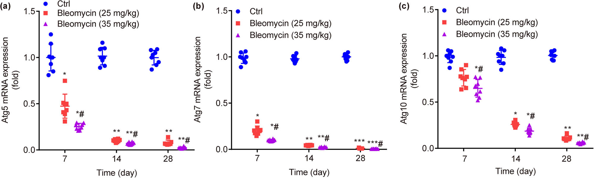 Figure 6
mRNA expressions of autophagy-related genes in lung tissue of mice in each group. BLM dose- and time-dependently decreases mRNA expressions of Atg5 (a), Atg7 (b), and Atg10 (c). *P < 0.05, **P < 0.01, ***P < 0.001 vs ctrl. #
P < 0.05vs BLM low group.