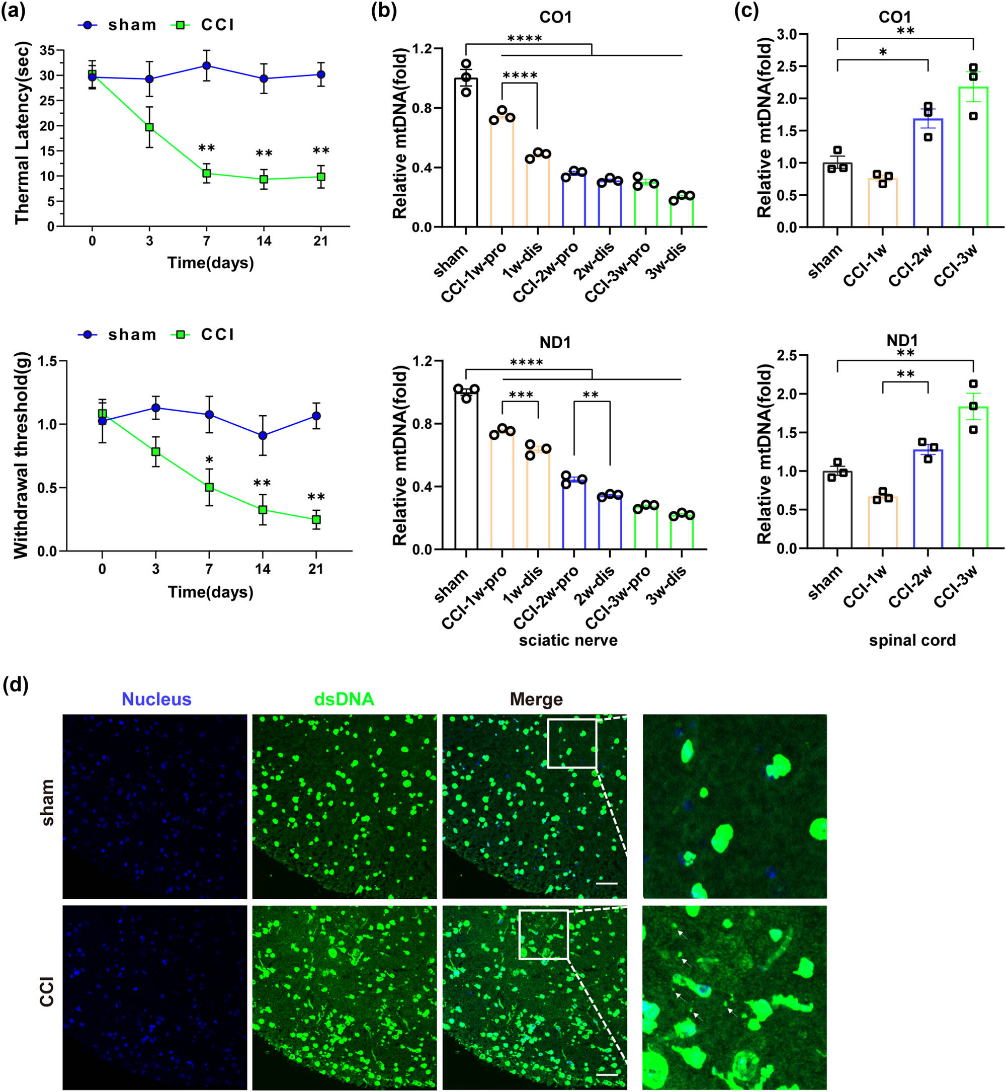 Figure 2
Changes in mtDNA content occurred in CCI mice following peripheral nerve injury. (a) Changes in mechanical threshold and thermal latency in mice (n = 3, *P < 0.05, **P < 0.01 compared to the sham group, the same time point values of PWMT and PWTL among groups were analyzed by the application of one-way ANOVA with Tukey’s post hoc test). (b) Changes in mtDNA content in the sciatic nerve by qPCR (n = 3, **P < 0.01, ***P <0.001, ****P < 0.0001, comparisons between the proximal and distal ends of the sciatic nerve within the same time group were performed using unpaired two-tailed t-test). (c) Changes in mtDNA content in the spinal cord by qPCR (n = 3, ***p = 0.001, ****P < 0.0001, using one-way ANOVA followed by Turkey’s test). (d) dsDNA in the spinal cord tissue of mice in each group was detected by immunofluorescent double-labeling with dsDNA labeled with anti-dsDNA (green), and nucleus labeled with DAPI (blue). The white arrow indicated free dsDNA, scale bar = 50 μM, and the framed image was amplified by four times.