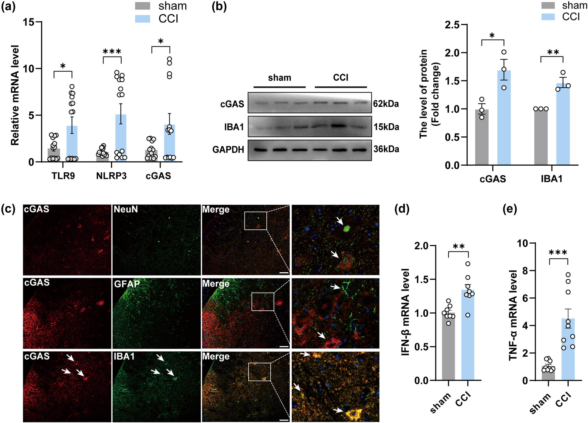 Figure 3
The activation of cGAS-IFN signaling occurred in the spinal cord of CCI mice. (a, d, and e) The mRNA expression levels of TLR9, NLRP3,cGAS, IFN-β and TNF-α in the spinal cord of groups (n = 3, **P < 0.01, ***P < 0.001, using unpaired two-tailed t-test). (b) The protein levels and quantification of cGAS in the spinal cord of mice in each group (n = 3, *P < 0.05, **P < 0.01 compared to the sham group, using unpaired two-tailed t-test). (c) Double immunofluorescence labeling of cGAS with GFAP (an astrocyte marker), NeuN (a neuronal marker), or IBA1 (a microglia marker) in the spinal cord of mice after CCI. scale bar = 50 μM, the framed image was amplified by four times.
