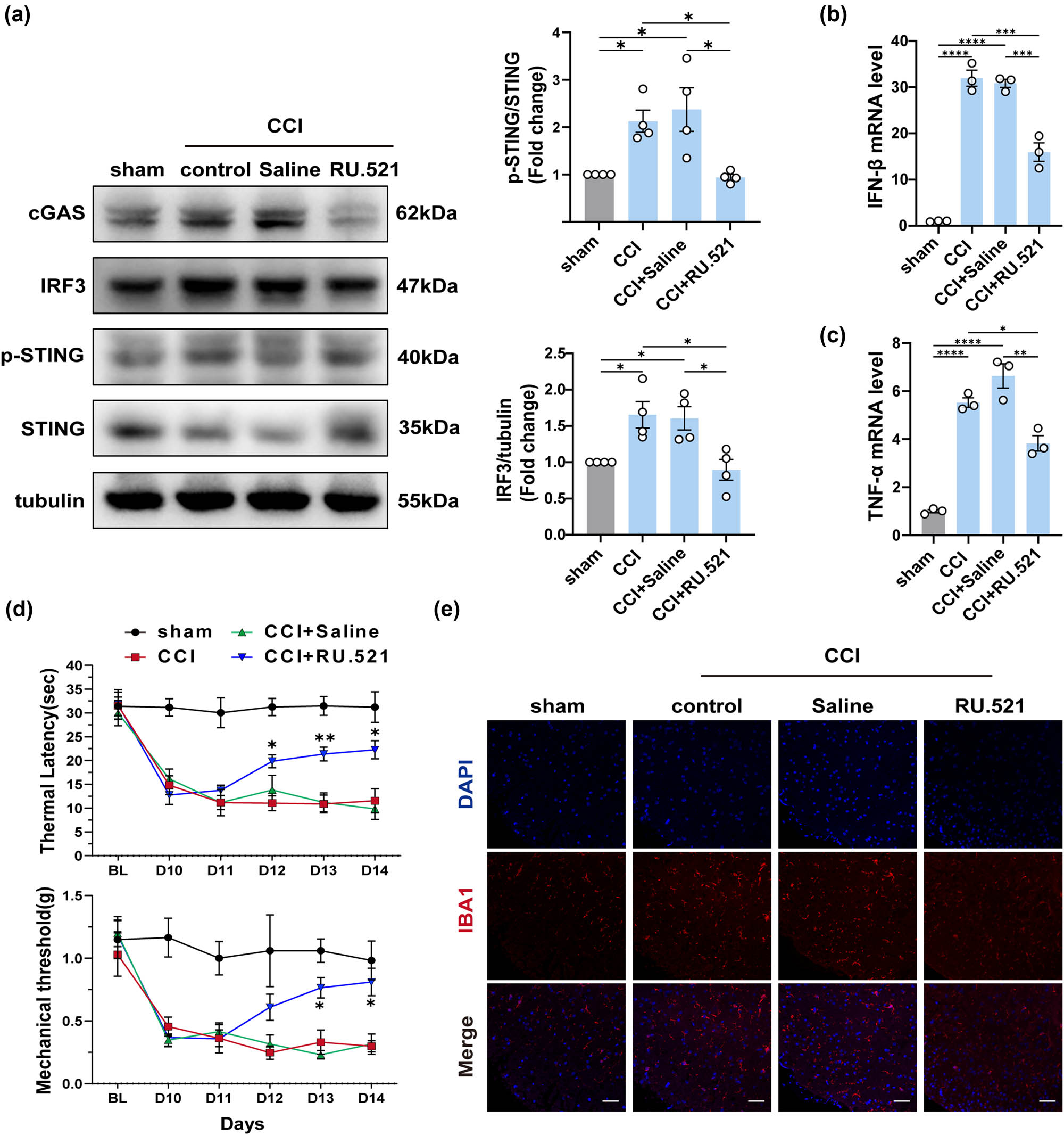 Figure 4
The pain threshold of mice with peripheral nerve damage is reversed by cGAS inhibitors. (a) The protein levels and quantification of cGAS, STING, IRF3, and p-STING in the spinal cord of each group (n = 4, *P < 0.05, **P < 0.01, using one-way ANOVA followed by Turkey’s test). (b and c) The mRNA levels of IFN-β and TNF-α in the spinal cord of mice in each group (n = 4, **P < 0.01, ***P < 0.001, ****P < 0.0001, using one-way ANOVA followed by Turkey’s test). (d) Thermal latency and mechanical thresholds were measured in each group of mice (n = 4, *P < 0.05, **P < 0.01 compared to the sham group, the same time point values of PWMT and PWTL among groups were analyzed by the application of one-way ANOVA with Tukey’s post hoc test). (e) Representative immunofluorescence images of IBA1 in the spinal cord of each group, n = 4, scale bar = 50 μM.