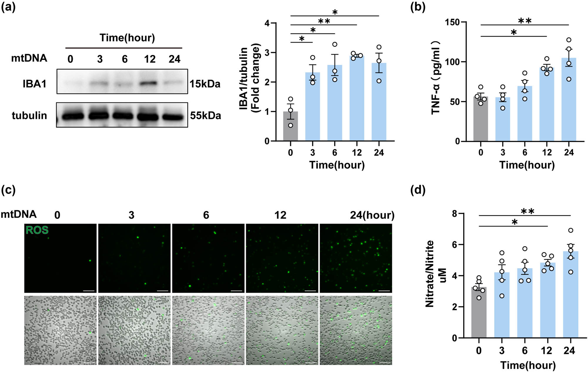 Figure 5
Neuron-derived mtDNA activated BV2 microglial cells and promoted the release of inflammatory factors. (a) The protein levels and quantification of IBA1 after mtDNA treatment on BV2 cells for different times (n = 3, *P < 0.05, **P < 0.01 compared to the 0-h group, using one-way ANOVA followed by Turkey’s test). (b) TNF-α in cell supernatants was detected by ELISA (n = 4, *P < 0.05, **P < 0.01, using one-way ANOVA followed by Turkey’s test). (c) Representative oxidative stress images of mtDNA-treated BV2 cells at different times, n = 3, scale bar, 100 μM. (d) The release levels of NO were detected in BV2 cells after mtDNA treatment (n = 5, *P < 0.05, **P < 0.01, using one-way ANOVA followed by Turkey’s test).