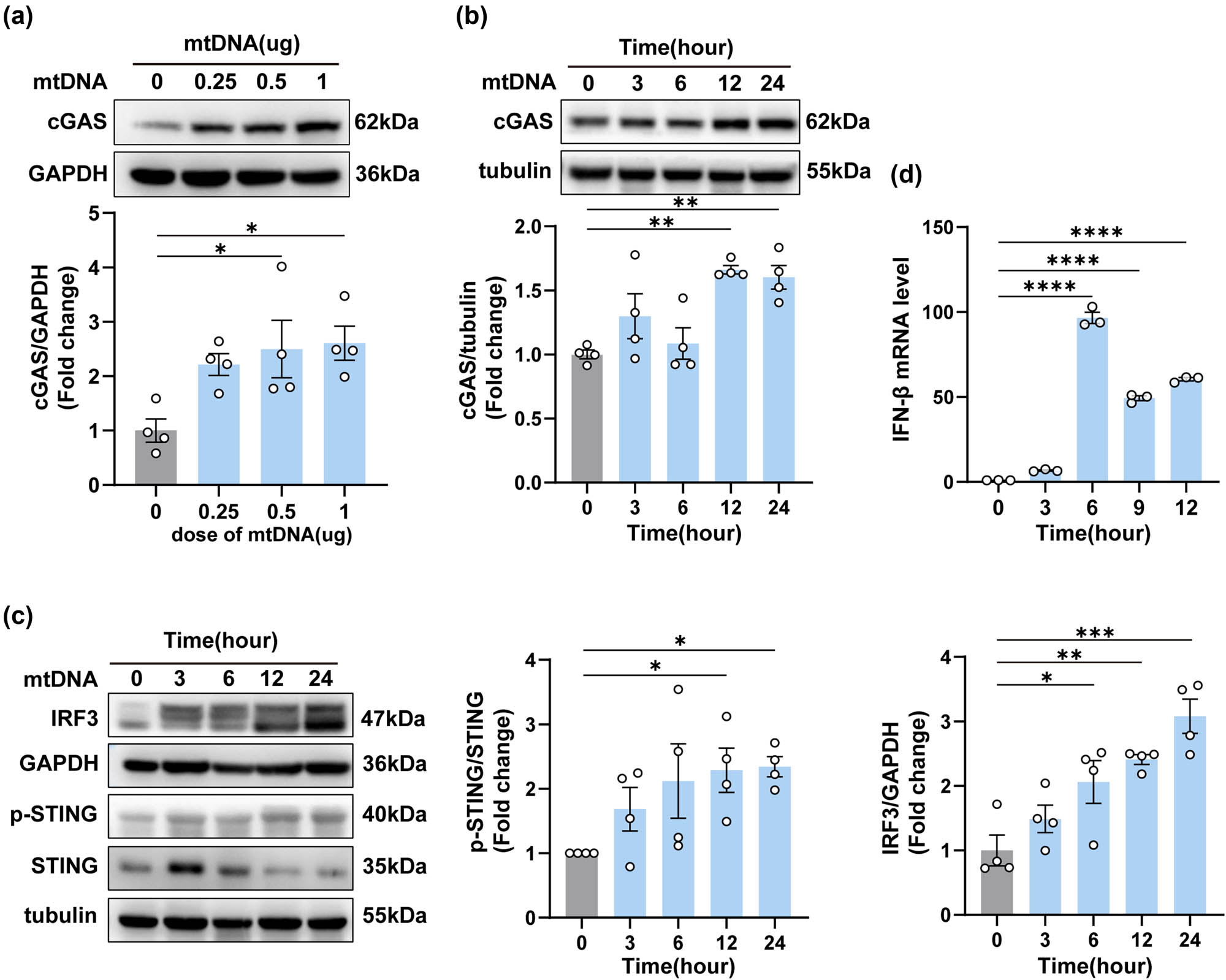 Figure 6
Neuron-derived mtDNA activated the cGAS-IFN signaling pathway in BV2 cells. (a) The protein levels and quantification of cGAS at different doses after the transfection of mtDNA (n = 3, *P < 0.05, using one-way ANOVA followed by Turkey’s test). (b and c) The protein levels and quantification of cGAS, IRF3, p-STING, and STING at different times after the transfection of mtDNA (n = 3, *P < 0.05, **P < 0.01, ***P < 0.001 compared to the 0-h group). (d) The mRNA expression levels of IFN-β (*P < 0.05, ****P < 0.0001, using one-way ANOVA followed by Turkey’s test).