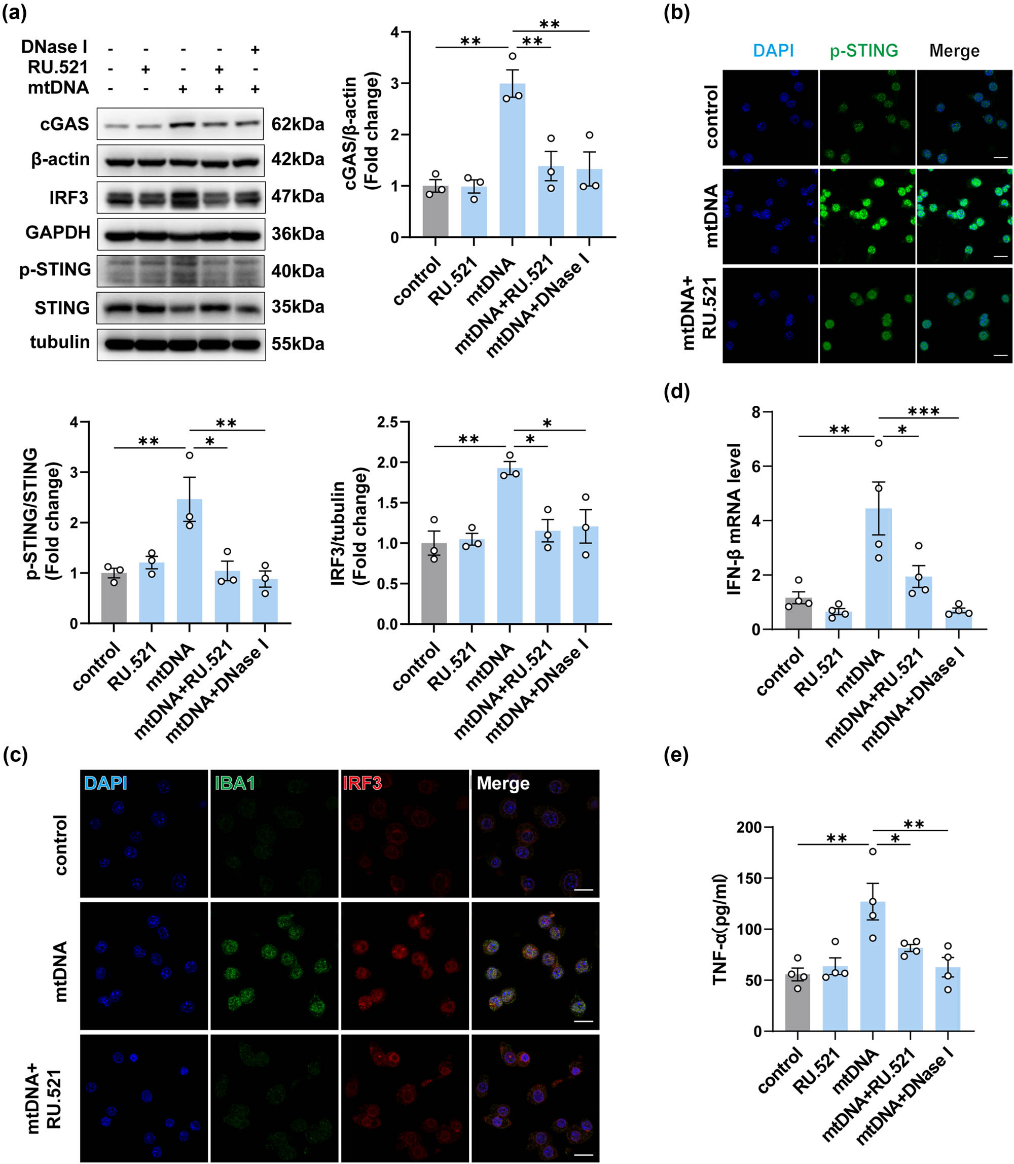 Figure 7
Inhibition of cGAS attenuated the inflammation in BV2 cells induced by neuron-derived mtDNA. (a) The protein levels and quantification of cGAS, STING, p-STING, and IRF3 in mtDNA-treated BV2 cells with or without intervention (n = 3, *P < 0.05, **P < 0.01, ***P < 0.001 compared to the control group). (b and c) Representative immunofluorescence images of IBA1, IRF3, and p-STING in each group, n = 3, scale bar = 20 μM. (d) The mRNA expression levels of IFN-β (n = 3, *P < 0.05, ***P < 0.001, using one-way ANOVA followed by Turkey’s test). (e) TNF-α in cell supernatants was detected by ELISA (n = 4, *P < 0.05, **P < 0.01, using one-way ANOVA followed by Turkey’s test).