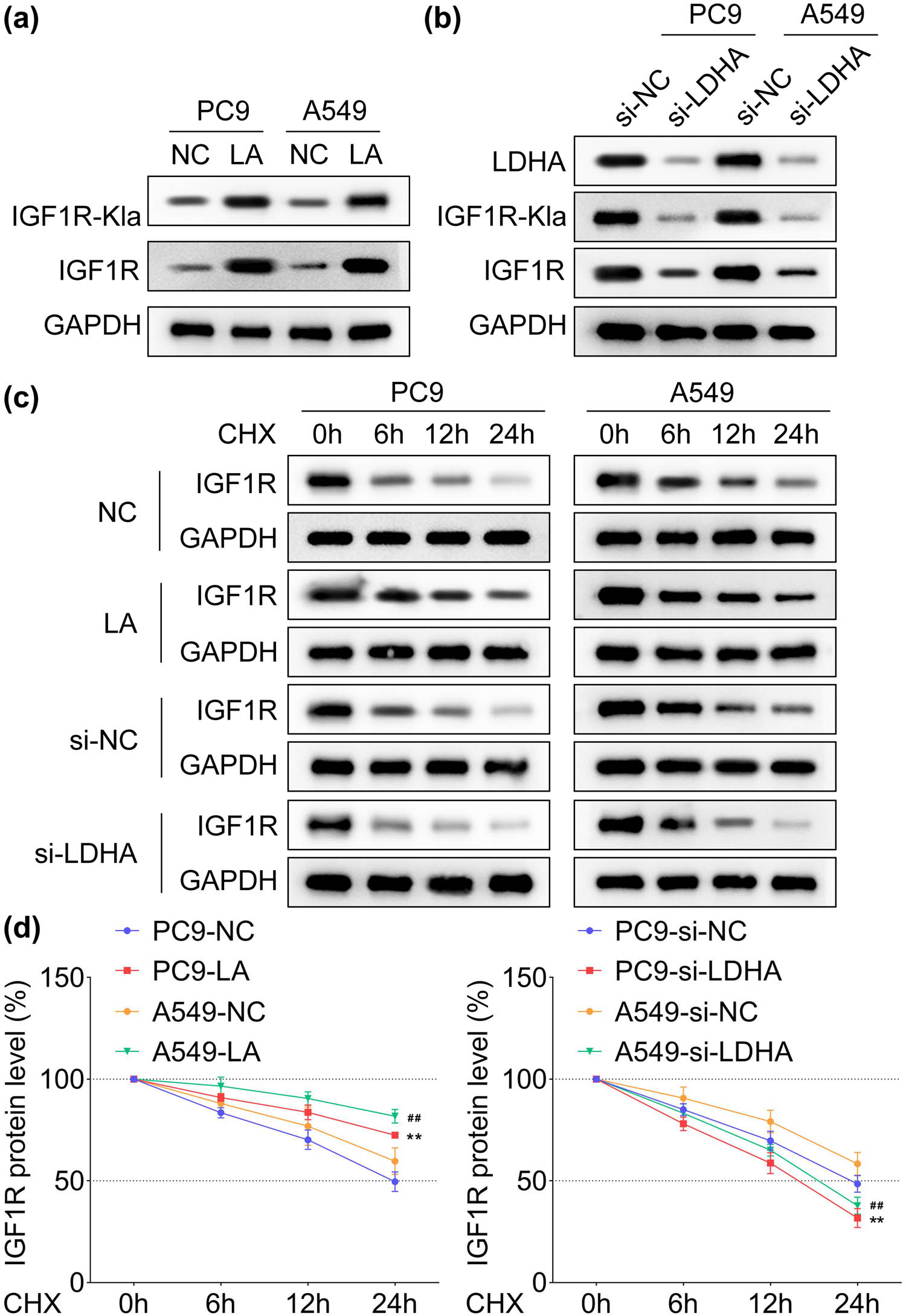 Figure 3
Exogenous lactic acid promotes IGF1R protein stability by enhancing lactylation in LC cells. The protein levels of IGF1R and lactylated IGF1R in PC9 and A549 cells under the interference of (a) the exogenous lactic acid (15 mM) and (b) knockdown of LDHA, n = 3. (c) Protein degradation of IGF1R protein in PC9 and A549 cells treated by interference of the exogenous lactic acid (15 mM) and knockdown of LDHA, n = 3. (d) The quantitative analysis of protein degradation, n = 3. **
p < 0.01 (vs PC9-NC and PC9-si-NC), ##
p < 0.01 (vs A549-NC and A549-si-NC).