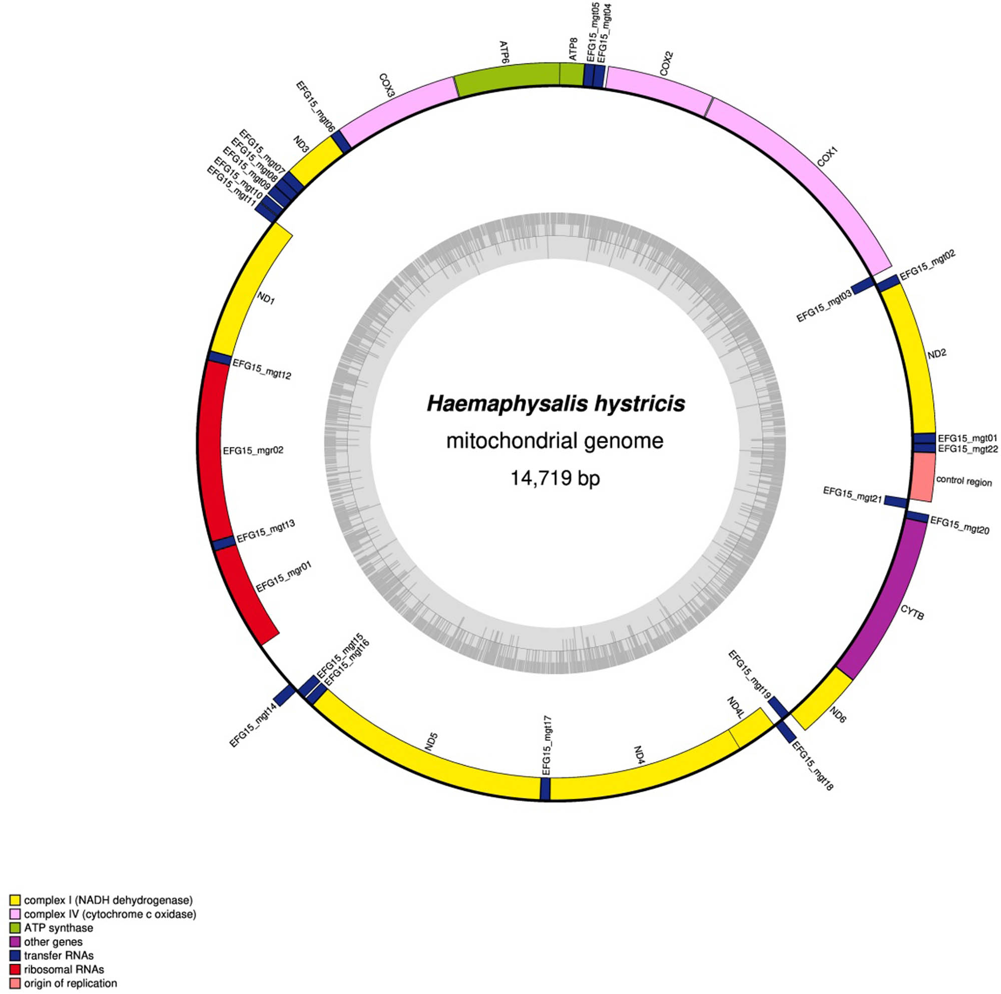 Figure 1
Complete mt genome of H. hystricis.
