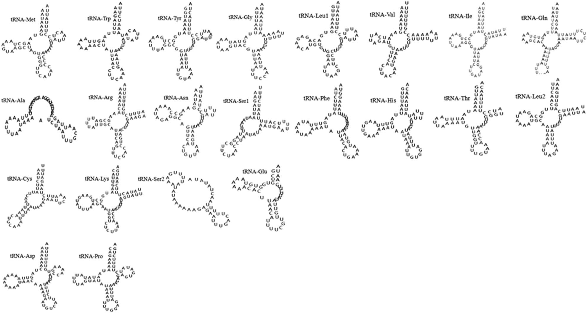 Figure 2
Putative secondary structures of the 22 tRNA genes of H. hystricis.