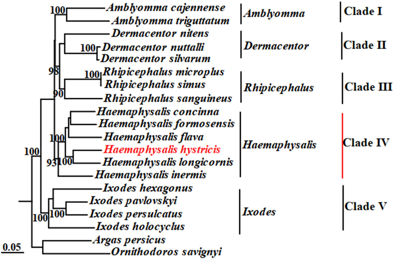 Figure 3
Phylogenetic tree (ML) of H. hystricis by concatenated sequences of 13 PCGs and 2 rRNAs.