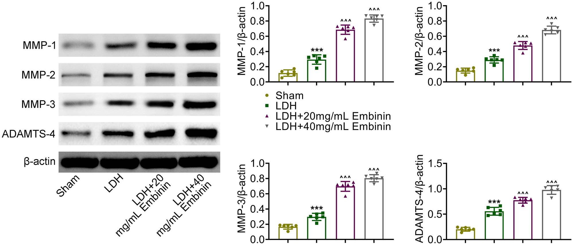 Figure 3 
                  Embinin promotes lumbar disc resorption in LDH rats. Immunoblot assays showed the expression of MMP-1, MMP-2, MMP-3, as well as ADAMTS4 in the nucleus pulposus tissues of rats upon the indicated treatment. Error bars indicate SD. ***p < 0.001, LDH vs sham, ^^^p < 0.001, LDH + Embinin vs LDH.
               