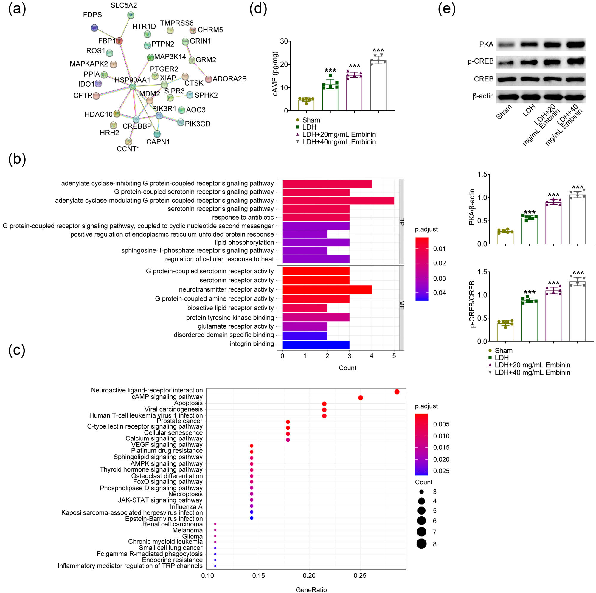 Figure 4 
                  Embinin activates the cAMP signaling pathway in LDH rats. (a) PPI network diagram of 31 targets of Embinin. (b) GO enrichment analysis showed that the targets were enriched in G protein-coupled receptor signaling pathways. (c) KEGG analysis revealed enriched signaling pathways. (d) ELISA assays showed the secretion of cAMP in nucleus pulposus tissues of rats upon the indicated treatment. (e) Immunoblot assays showed the expression of PKA and CREB and phosphorylation levels of CREB in nucleus pulposus tissues of rats upon the indicated treatment. Error bars indicate SD. ***p < 0.001, LDH vs sham, ^^^p < 0.001, LDH + Embinin vs LDH.
               