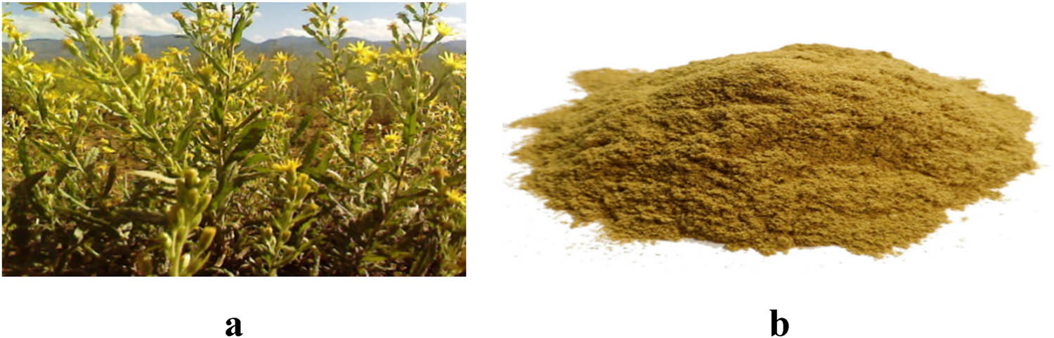 Figure 1 
                  
                     I. viscosa plant (a) and powder (b).
               