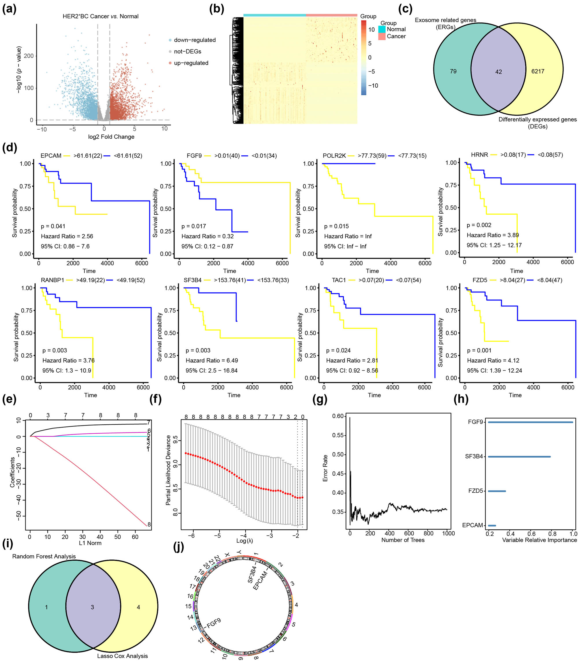 Figure 2
Screening of critical prognostic genes related to exosomes in patients with HER2+ BC. (a) DEGs in HER2+ BC. The abscissa of the volcanic map is log2FoldChange and the ordinate is log10 (p-value). The red node indicates up-regulated DEGs, the blue node represents down-regulated DEGs, and the gray node represents genes that are not significantly differentially expressed. (b) A heat map reveals DEGs in HER2+ BC. The blue bar indicates HER2+ BC samples, the pink bar indicates normal control samples, the red bar indicates high gene expression, and the blue bar indicates low gene expression. (c) The number of intersecting genes between ERGs and DEGs in HER2+ BC. (d) KM plots show eight ER-DEGs that exhibit significant differences in survival. (e) Diagnostic model diagram of ER-DEGs in the TCGA-BRCA dataset. (f) Variable trace plot of ER-DEGs in the LASSO-COX regression model. (g) Error rate of ER-DEGs in the random forest model. (h) Importance ranking diagram of ERGs in random forest model. (i) The Venn diagram depicting the EPGs identified in the HER2+ BC using random forest analysis and Lasso cox analysis. (j) Chromosomal mapping of EPGs.