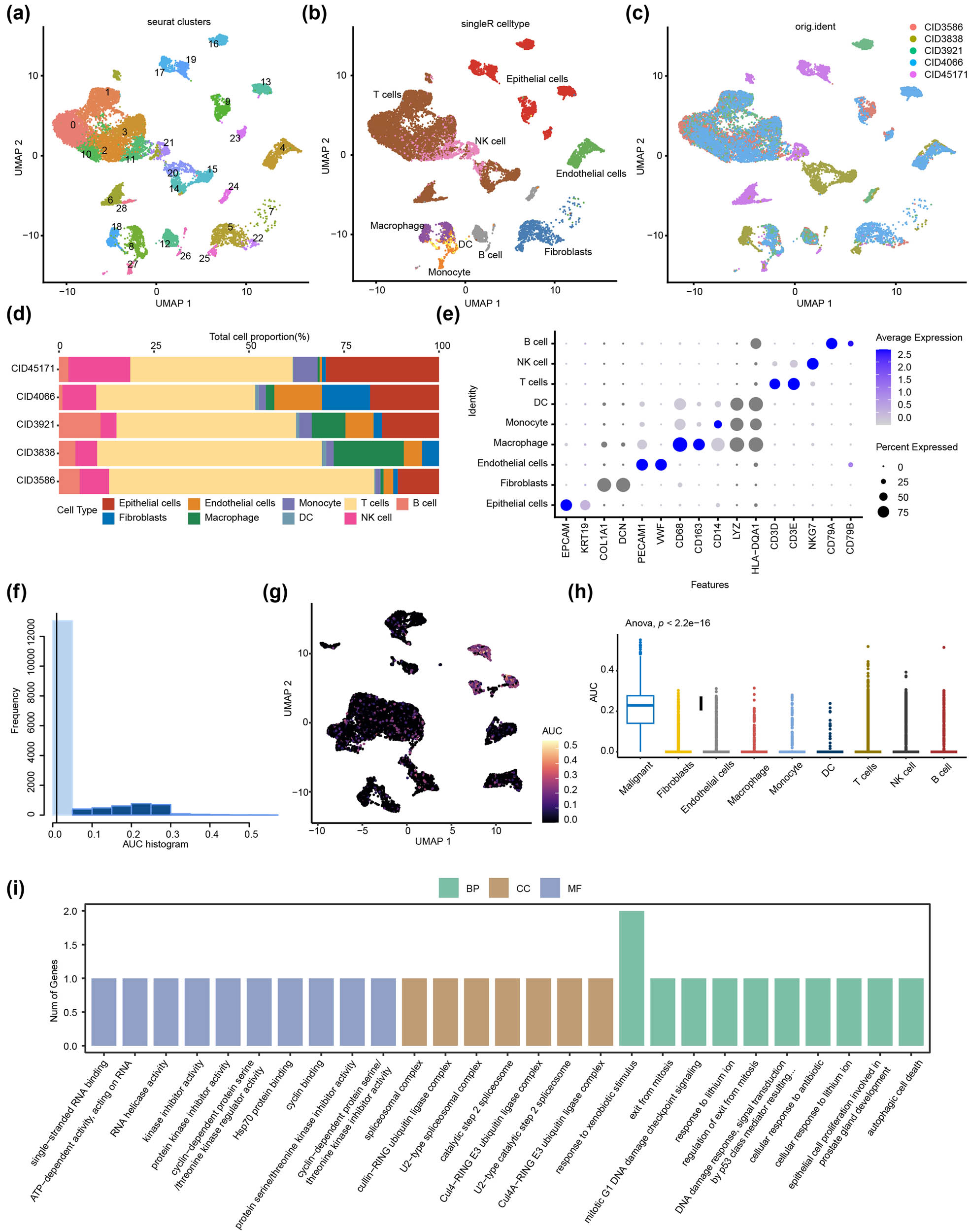 Figure 7
Single-cell RNA sequencing revealed the complexity of the microenvironment in HER2+ BC. (a) Cells were clustered into 29 clusters through UMAP based on the single cell dataset (GSE176078). (b) Cells were annotated into nine cell types through singleR and sample sources, including T cells, B cells, endothelial cells, epithelial cells, fibroblasts, monocytes, NK cells, DCs, and macrophages. (c) The UMAP diagram showed the distribution of nine cell types. (d) The bar chart displayed the proportion of each cell type in the nine cell types. (e) The heat map suggested the expression of genes specifically expressed for each cell type in the cell, with circles ranging from small to large representing the average expression value of characteristic genes. (f) The scores of the EPGs. (g) UMAP analysis in immune cells. (h) AUC box plot of EPG scores in different cell subtypes. (i) Pathway enrichment analysis of EPGs in HER2+ BC.