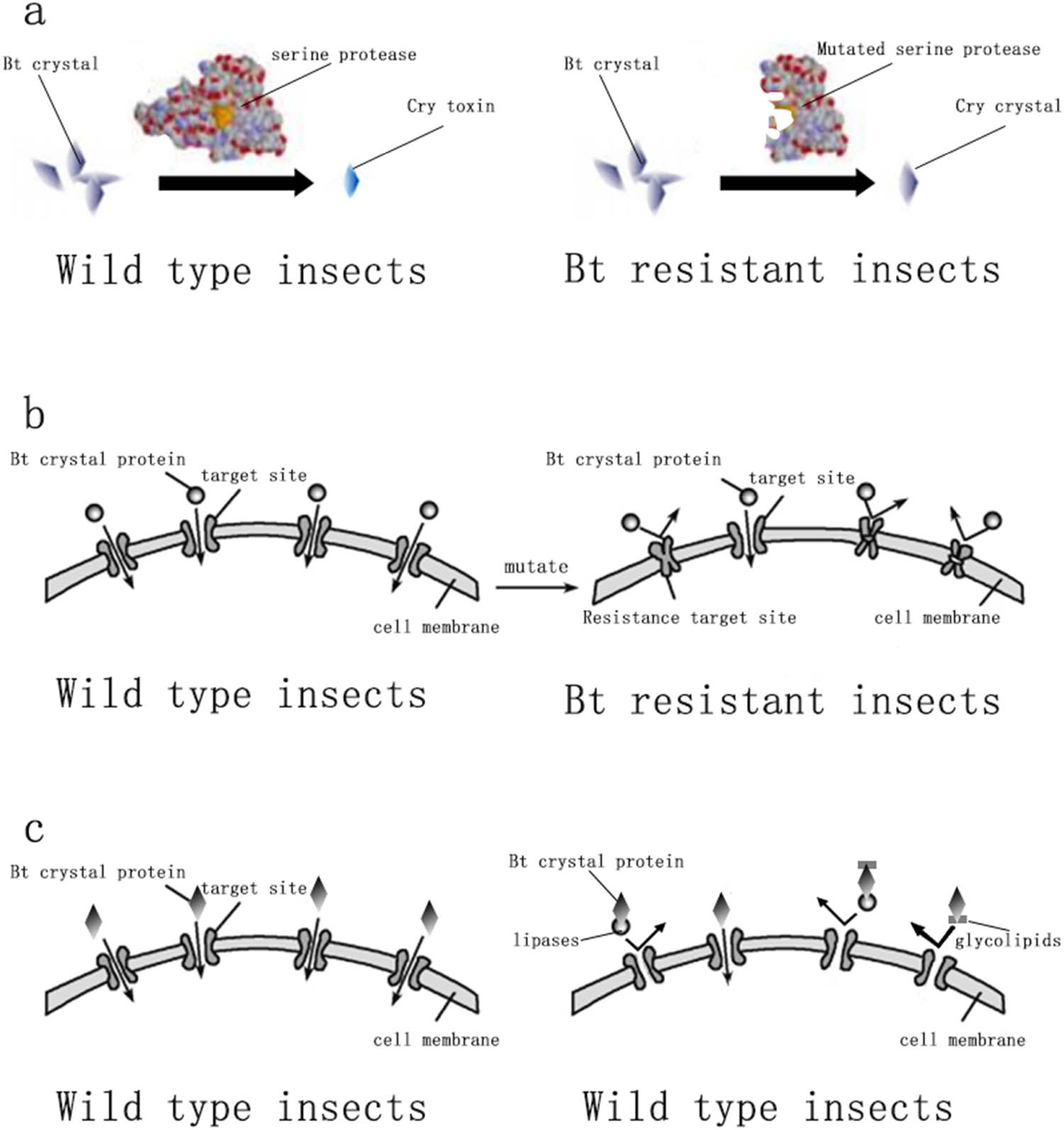 Figure 2
Bt resistance mechanism of insects. (a) Alteration in the activation process of Bt toxin. (b) Reduction or alteration in the binding of Bt toxin to midgut receptors. (c) Chelation of the Bt toxin with glycolipids and lipases.