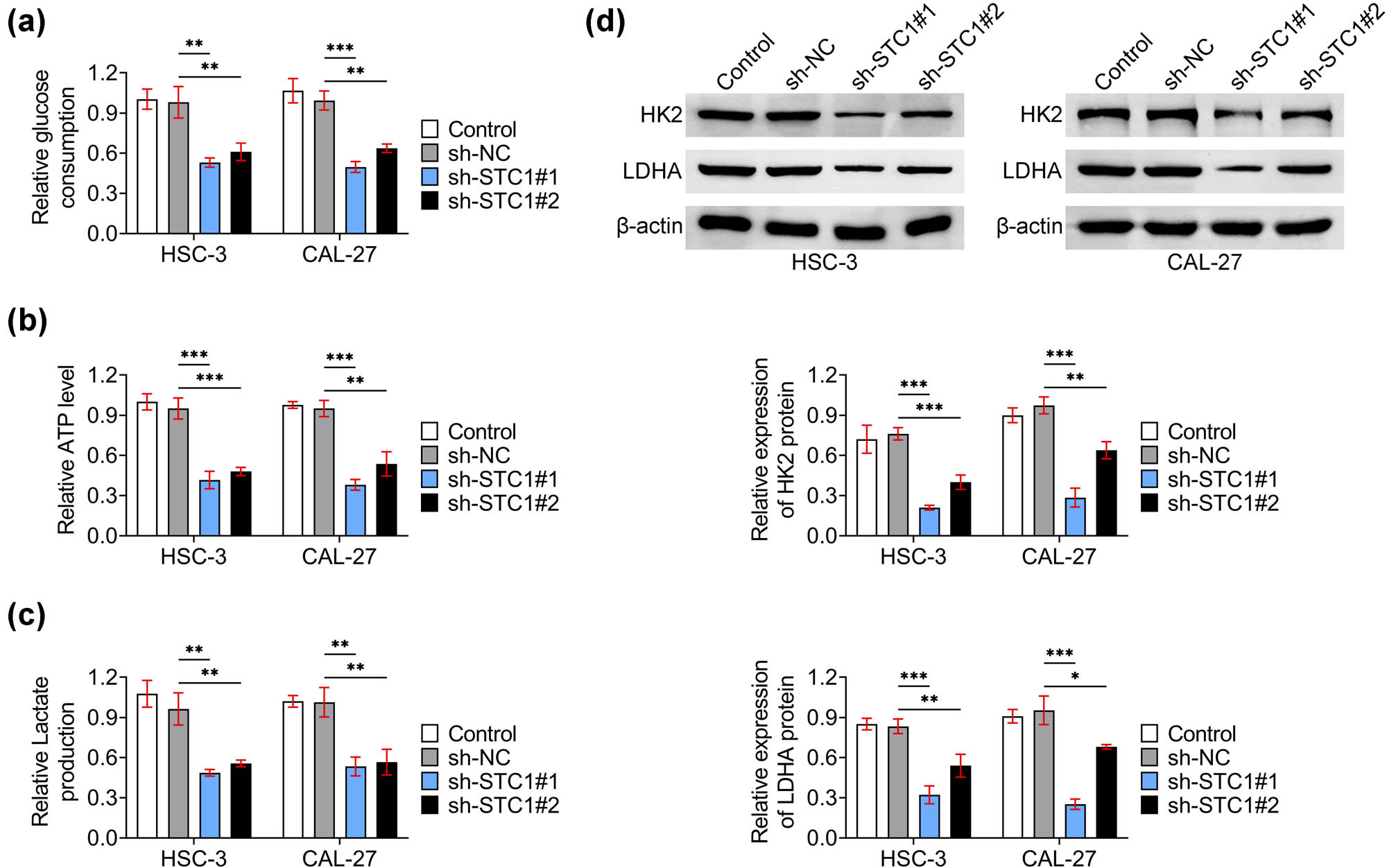 Figure 3
STC-1 ablation restrained the glycolysis of OSCC cells. (a) The relative glucose consumption of HSC-3, and CAL-27 cells upon the transfection of sh-NC, sh-STC-1#1, and sh-STC-1#2 for 24 h was measured. (b) The ATP levels of HSC-3, and CAL-27 cells upon the transfection of sh-NC, sh-STC-1#1, and sh-STC-1#2 for 24 h was measured by the ATP detection kit. (c) The relative Lactate production of HSC-3, and CAL-27 cells upon the transfection of sh-NC, sh-STC-1#1, and sh-STC-1#2 for 24 h was measured by the kit. (d) Immunoblot showed the expression of HK2 and LDHA in HSC-3 and CAL-27 cells upon the transfection of sh-NC, sh-STC-1#1, and sh-STC-1#2 for 24 h. *p < 0.05, **p < 0.01, ***p < 0.001, sh-STC-1 vs sh-NC. NC, negative control.