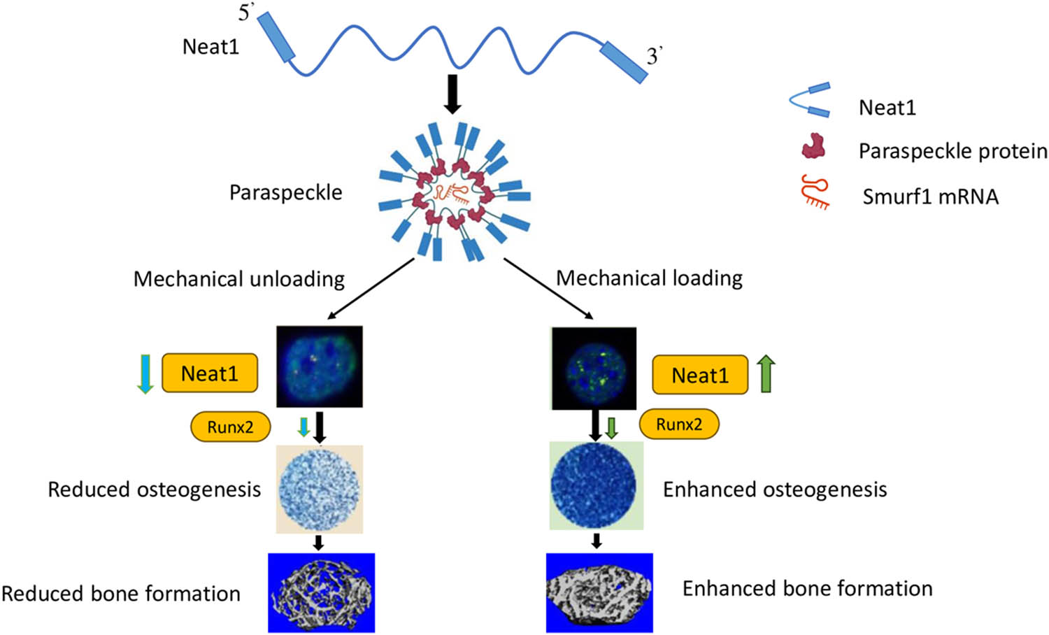Figure 3 
               This proposed model suggests that Neat1-containing paraspeckles play a crucial role in the regulation of osteoblasts in response to mechanical stimulation. These paraspeckles act as mechanotransducers and help in the regulation of bone formation. Images obtained from Liu et al. [57].
            