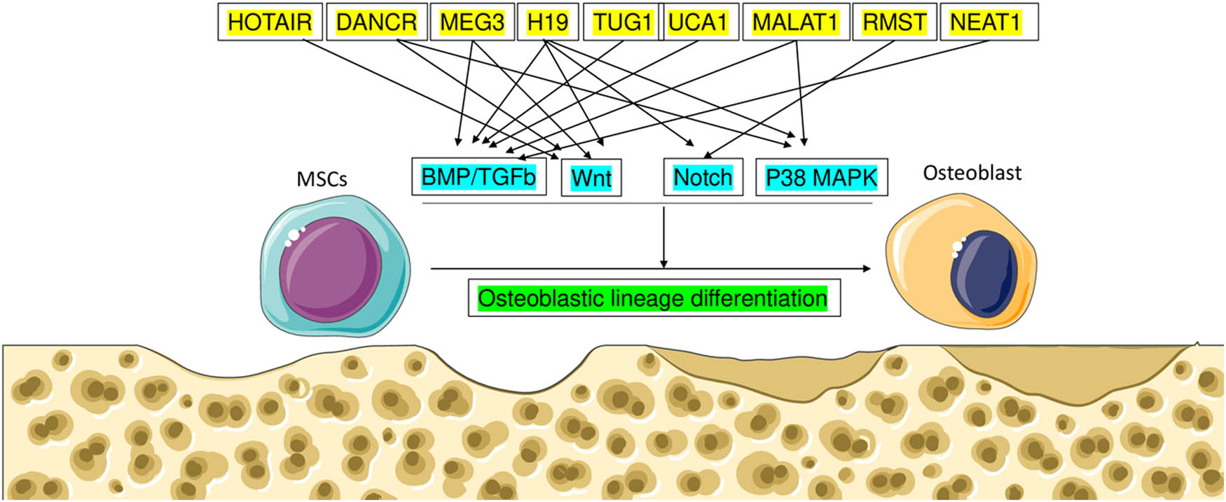 Figure 4
The osteogenic process is controlled by lncRNA through BMP, Wnt, Notch, and MAPK signaling.