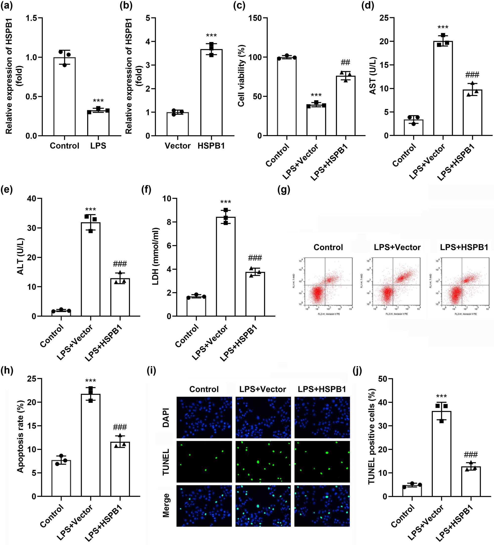 Figure 2
Overexpression of HSPB1 ameliorates LPS-induced liver cell dysfunction. (a) The expression of HSPB1 in LPS-treated cells. (b) HSPB1 expression after transfection with HSPB1 overexpression vector. (c) CCK-8 assay analyzed cell viability. (d) AST, (e) ALT, and (f) LDH activities. (g) and (h) Flow cytometry evaluated cell apoptosis. (i, j) Cell apoptosis was evaluated by TUNEL assay. ***P < 0.001. ###
P < 0.001. ##
P < 0.01.