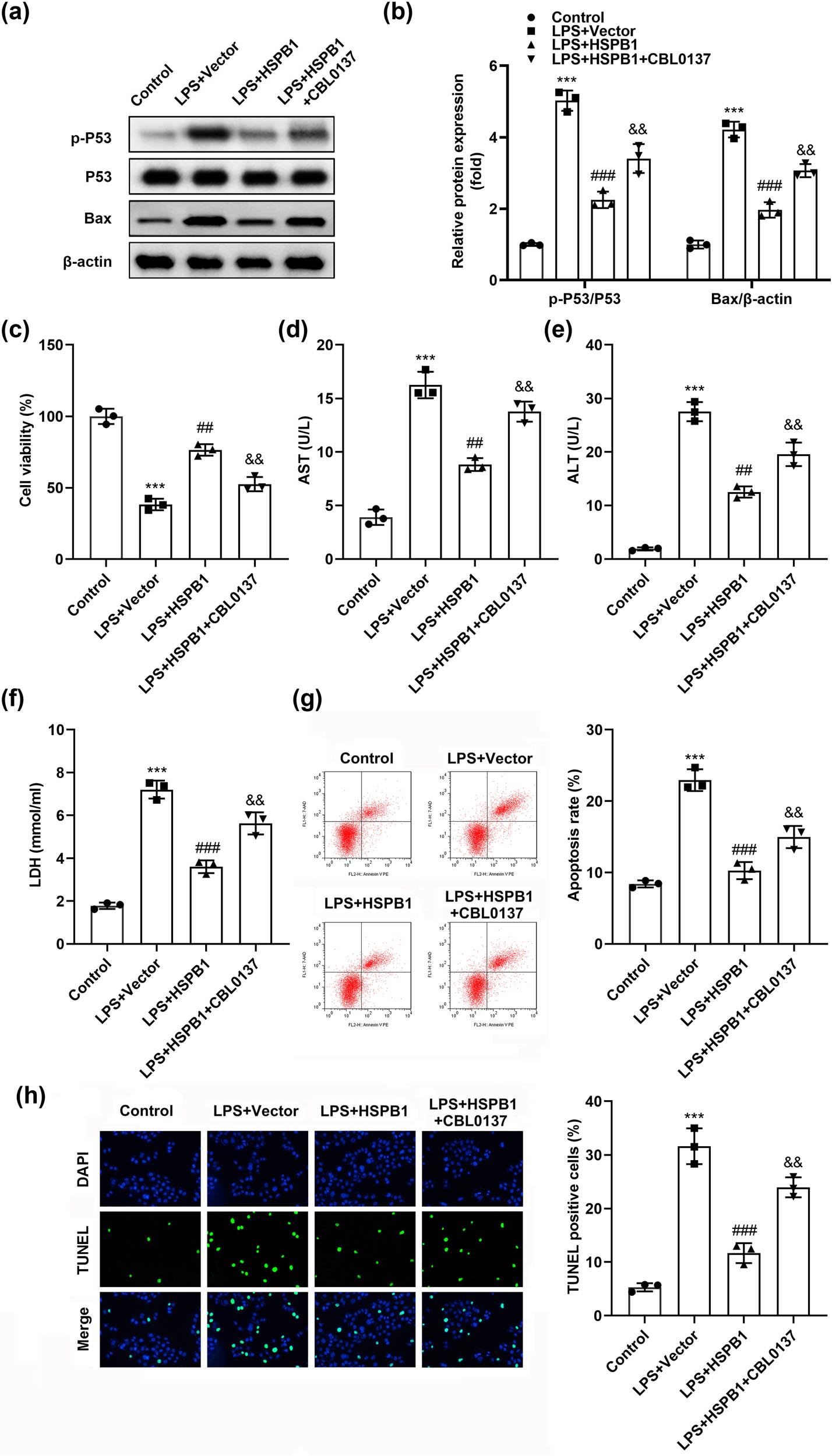 Figure 4
HSPB1 alleviates LPS-induced hepatocyte injury via the P53/Bax pathway. (a) and (b) The p-P53, P53, and Bax protein levels were tested in L02 cells and quantified. (c) CCK-8 assay evaluated cell viability. The activities of (d) AST, (e) ALT, and (f) LDH were assessed. (g) Flow cytometry and (h) TUNEL assay were conducted to analyze apoptosis. ***P < 0.001. ###
P < 0.001. ##
P < 0.01. &&
P < 0.01.