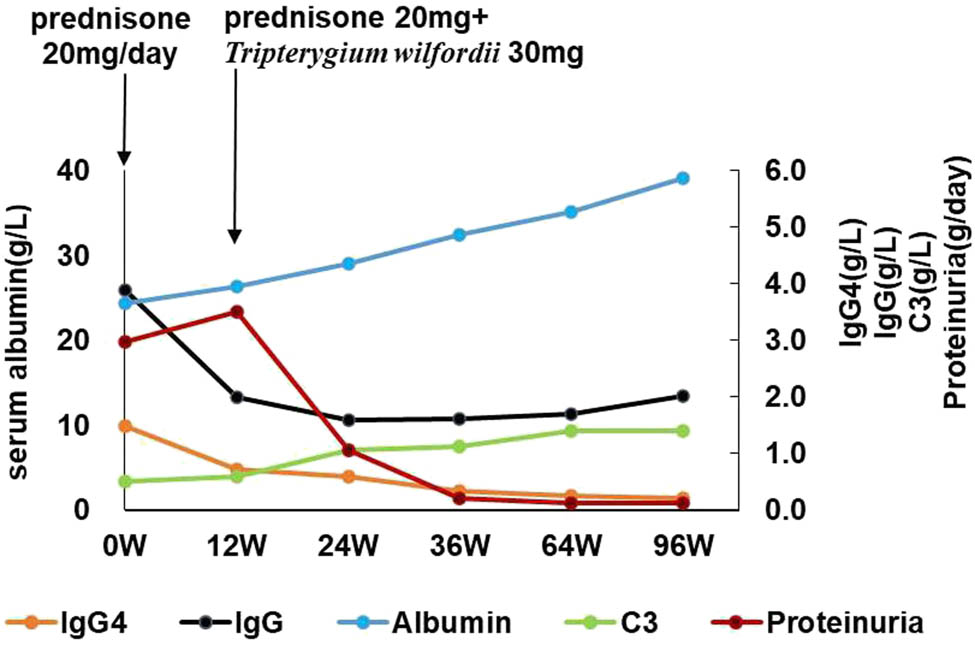 Figure 4
Disease progression is monitored by quantifying serum proteinuria, serum albumin, serum IgG4 level, serum IgG level, and serum C3 level. T. wilfordii were administered after the initiation of prednisolone therapy. W = week.