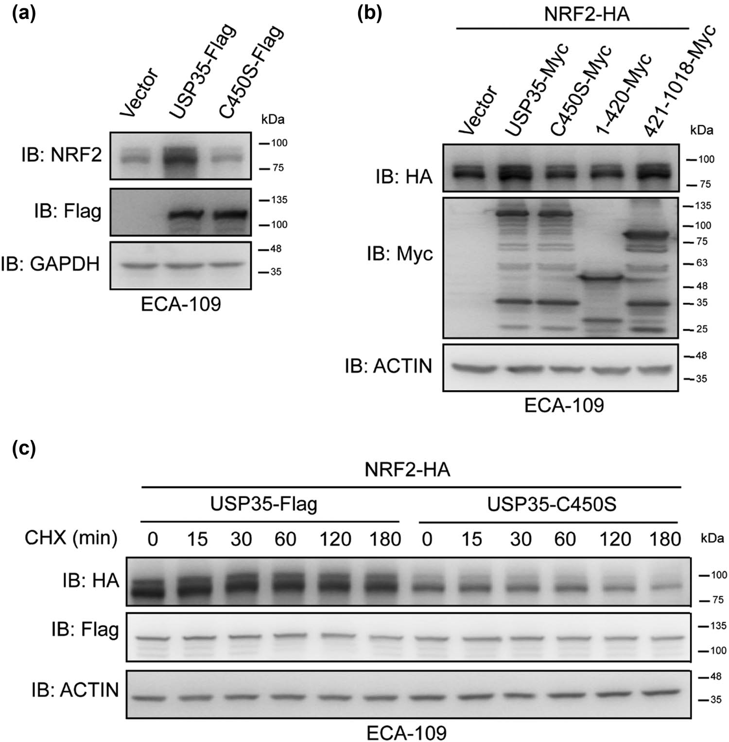 Figure 2
Enzymatic activity of USP35 is important in its regulation of NRF2. (a) Lentivirus expressing Vector, USP35-Flag, or USP35-C450S-Flag was utilized to transduce ECA-109 cells, followed by cell harvesting and analysis using specific antibodies. (b) Plasmid expressing NRF2-HA was co-transfected with plasmids expressing an empty vector, USP35, or its variants into ECA-109 cells. Subsequently, the cells were harvested after 36 h and subjected to analysis using the appropriate antibodies. (c) Plasmid encoding NRF2-HA was co-transfected with plasmids encoding an empty vector, USP35-Flag, or USP35-C450S-Flag into ECA-109 cells. Following a 24 h incubation period, the cells were exposed to CHX at a concentration of 40 µg/mL for designated durations. Subsequently, the cells were harvested and subjected to immunoblot analysis using the specified antibodies.