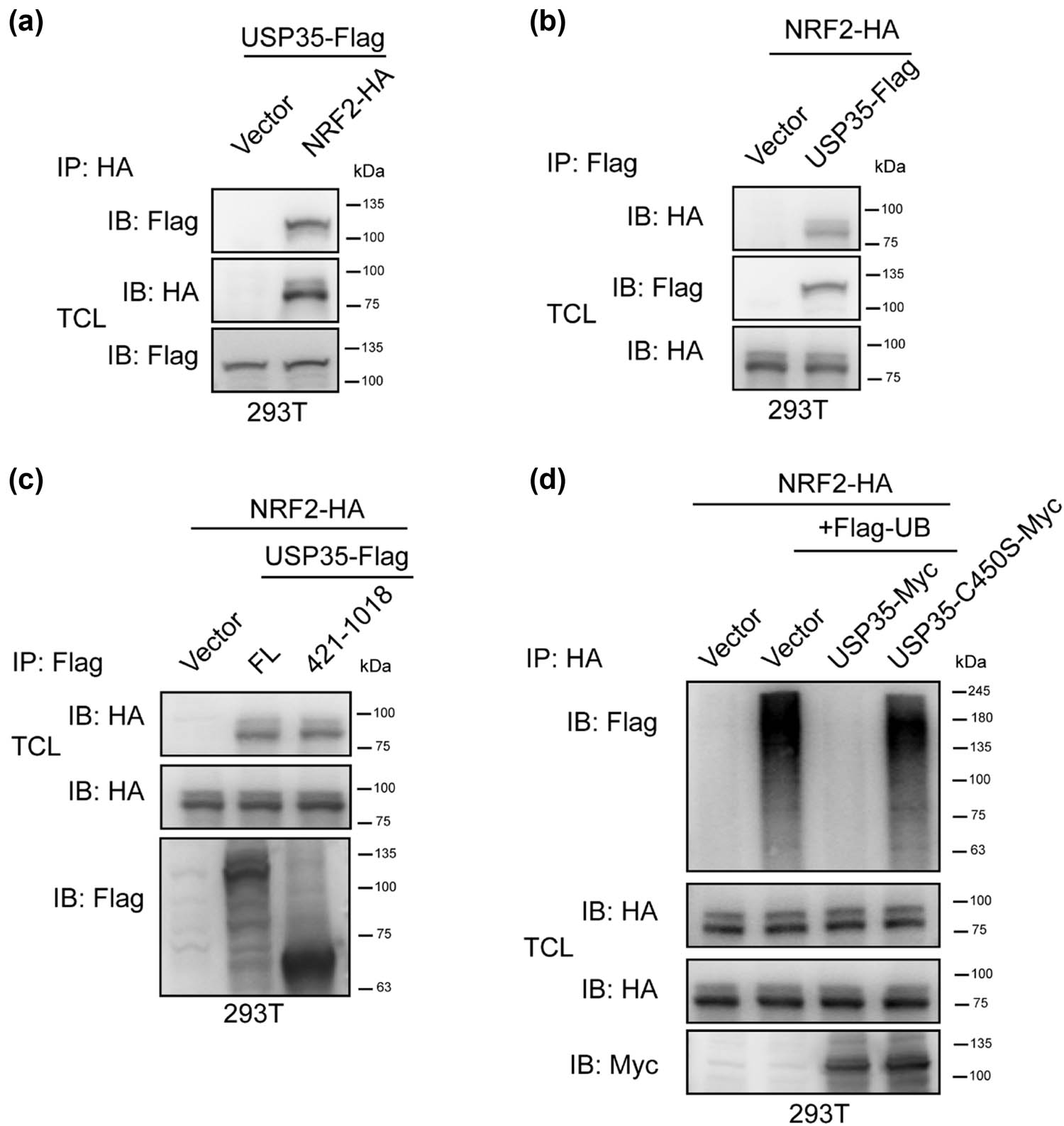 Figure 3
USP35 interacted with and promoted NRF2 deubiquitination. (a) An empty vector or NRF2-HA plasmid was co-transfected with a USP35-Flag plasmid into 293T cells. Prior to cell harvesting, the cells were treated with MG132 (10 µM) for a duration of 6 h. Subsequently, the cell lysates underwent immunoprecipitation utilizing the designated antibodies. Immunoblotting was carried out on both the total cell lysates and the immunoprecipitates using anti-HA or Flag antibodies. (b) Similarly to (a), with the exception that an empty vector or USP35-Flag plasmid was co-transfected with an NRF2-HA plasmid into 293T cells. (c) In a manner analogous to (a), the co-transfection of empty vector, USP35-Flag, or the enzymatic domain (aa 421-1018) plasmid with NRF2-HA plasmid was conducted in 293T cells. (d) Co-transfection of empty vector, USP35-MYC plasmid, or USP35 enzymatic mutant C450S-MYC plasmid with NRF2-HA and Flag-ubiquitin (Flag-Ub) plasmids was carried out in 293T cells. Subsequently, the cells were treated with MG132 (10 µM) for 6 h prior to harvesting. Immunoprecipitation was performed on the cell lysates using anti-HA antibody, followed by immunoblotting using Flag (Flag-UB), HA (NRF2-HA), and Myc (USP35-Myc) antibodies on both the lysates.