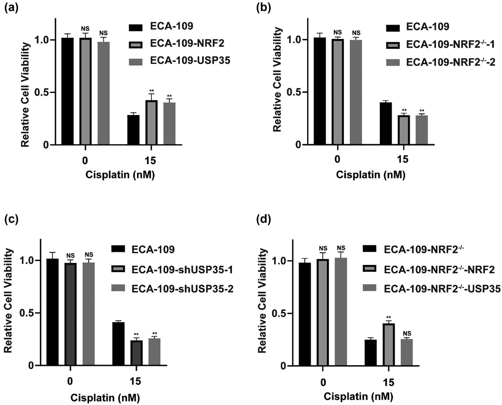 Figure 4
USP35 causes chemotherapy resistance by upregulating NRF2 in ECA-109 cells. (a)–(d) USP35 has been identified as a contributor to Cisplatin resistance through the upregulation of NRF2. To investigate this mechanism, we generated stable cell lines expressing ECA-109-vector, ECA-109-NRF2, and ECA-109-USP35, as well as KO cell lines ECA-109-NRF2−/−-1 and ECA-109-NRF2−/−-2, and knockdown cell lines ECA-109-shNC, ECA-109-shUSP35-1, and ECA-109-shUSP35-2. The ECA-109-NRF2−/− cell line was transduced with lentivirus containing NRF2 or USP35 to establish stably rescued cell lines designated as ECA-109-NRF2−/−-NRF2 and ECA-109-NRF2−/−-USP35. These cell lines were then subjected to treatment with varying doses of Cisplatin for 48 h in a 96-well plate, followed by measurement of cell viability.
