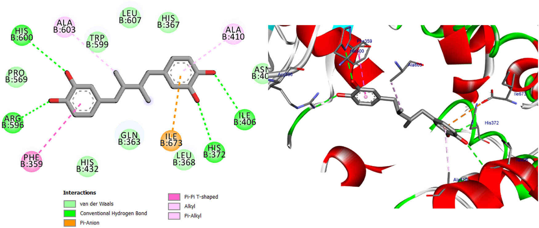 Figure 11 
                  Two- and three-dimensional protein/ligand interaction between bioactive compound NDGA, and arachidonate-5-LOX (ALOX5, PDB: 6n2w).
               