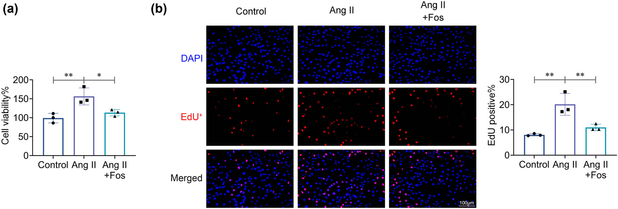 Figure 2
Fosinopril inhibits Ang II-induced VSMC proliferation. (a) Cell viability was assessed using the CCK-8 assay. (b) Representative images from the EdU incorporation assay and the percentage of EdU-positive cells. Data are presented as mean ± SD. *p < 0.05 and **p < 0.01 compared to the control/Ang II group. n = 3.