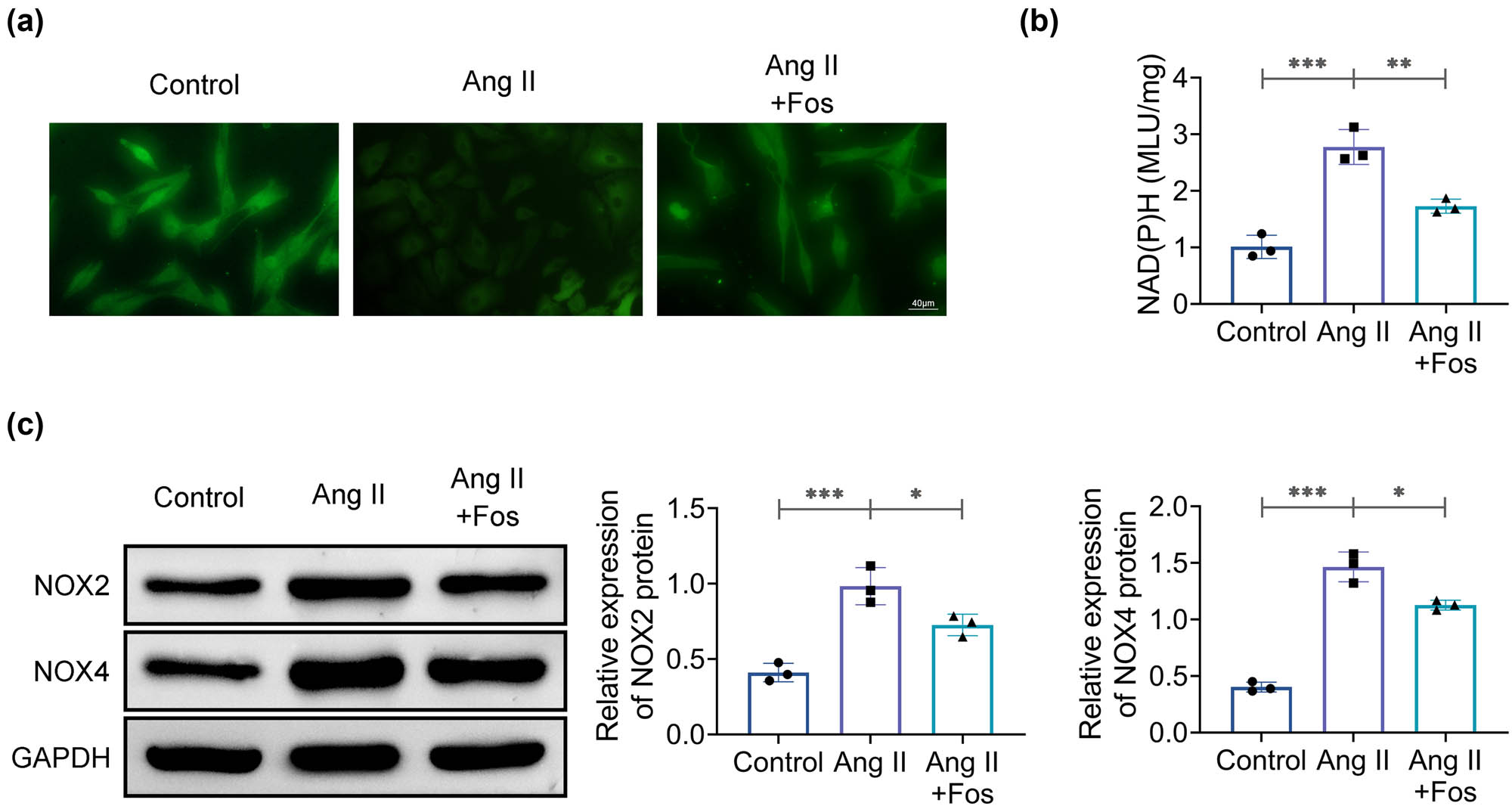 Figure 4
Fosinopril inhibits oxidative stress in VSMCs. (a) Immunofluorescence detection of ROS levels. (b) NAD(P)H oxidase activity measured by ELISA. (c) Western blot analysis of NOX2 and NOX4 protein levels. Data are presented as mean ± SD. *p < 0.05, **p < 0.01, and ***p < 0.001 compared to the control/Ang II group. n = 3.