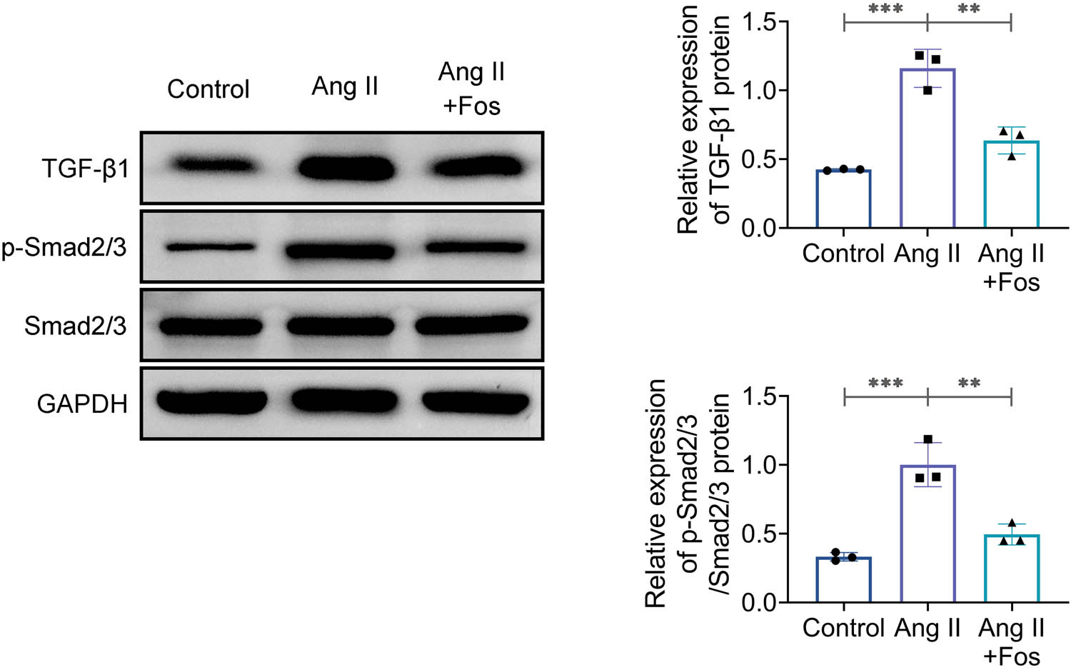 Figure 5
Fosinopril inhibits the TGF-β1/Smad signaling pathway. Western blot analysis of TGF-β1, Smad2, and p-Smad2/3 protein levels. Data are presented as mean ± SD. **p < 0.01 and ***p < 0.001 compared to the control/Ang II group. n = 3.