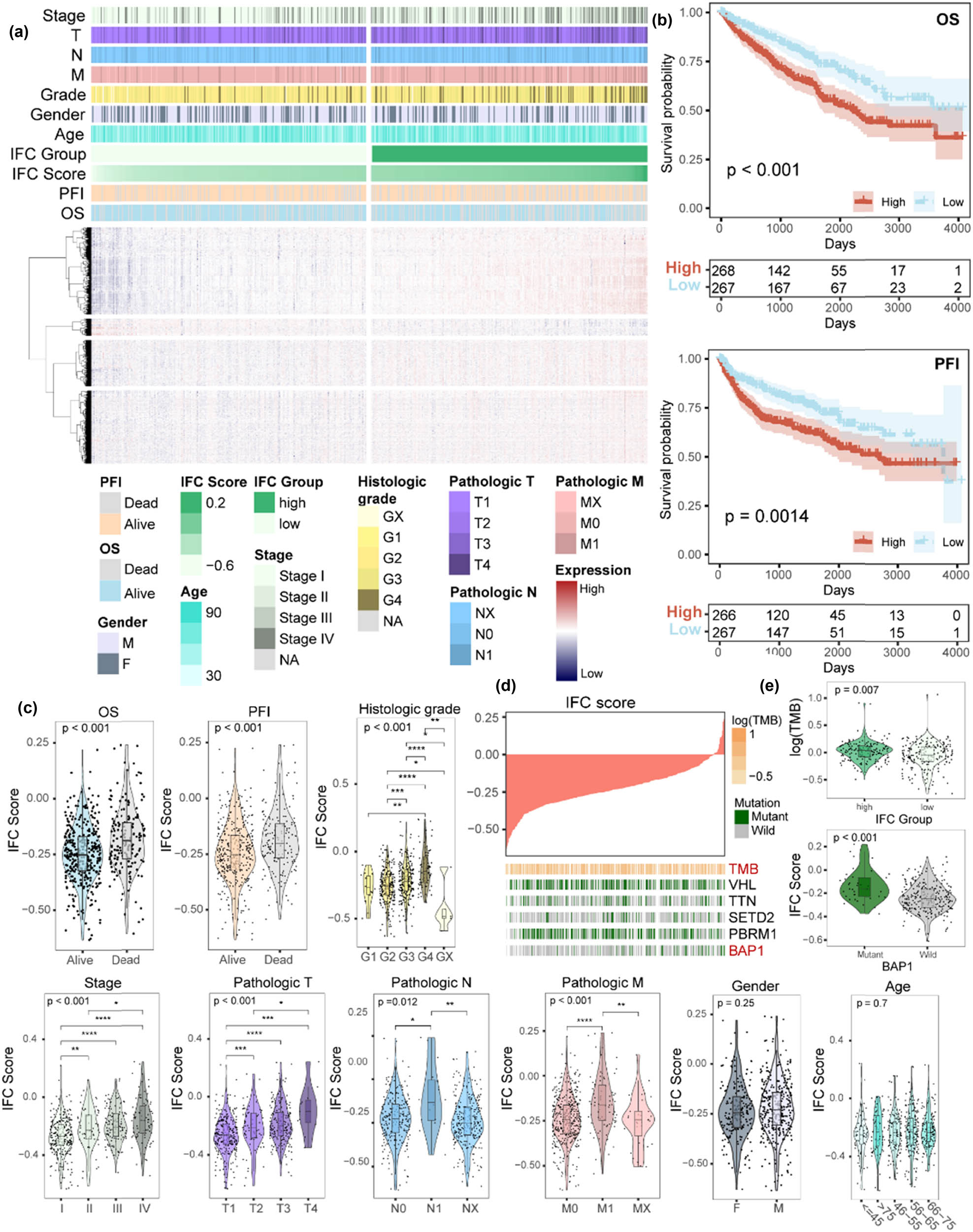 Figure 2
The clinical features associated with the IFC score in ccRCC patients. (a) Heatmap illustrates the expression patterns of dysregulated protein-coding genes between the high and low IFC groups, along with the corresponding clinical characteristics of the samples. (b) KM survival curves demonstrate the differences in OS and PFI between the high and low IFC groups. (c) Violin plots show the distribution of IFC scores among different clinical groups, including gender, age, survival status, pathological stages, and histologic grades (Mann–Whitney U test p < 0.05; Kruskal–Wallis test p < 0.05). (d) An overview of the association between IFC score and mutation status of the genes with high-frequency somatic mutation and TMB. (e) Violin plots show the TMB differences between high and low IFC groups and the distribution of IFC scores among BAP1 mutant and wild-type samples.