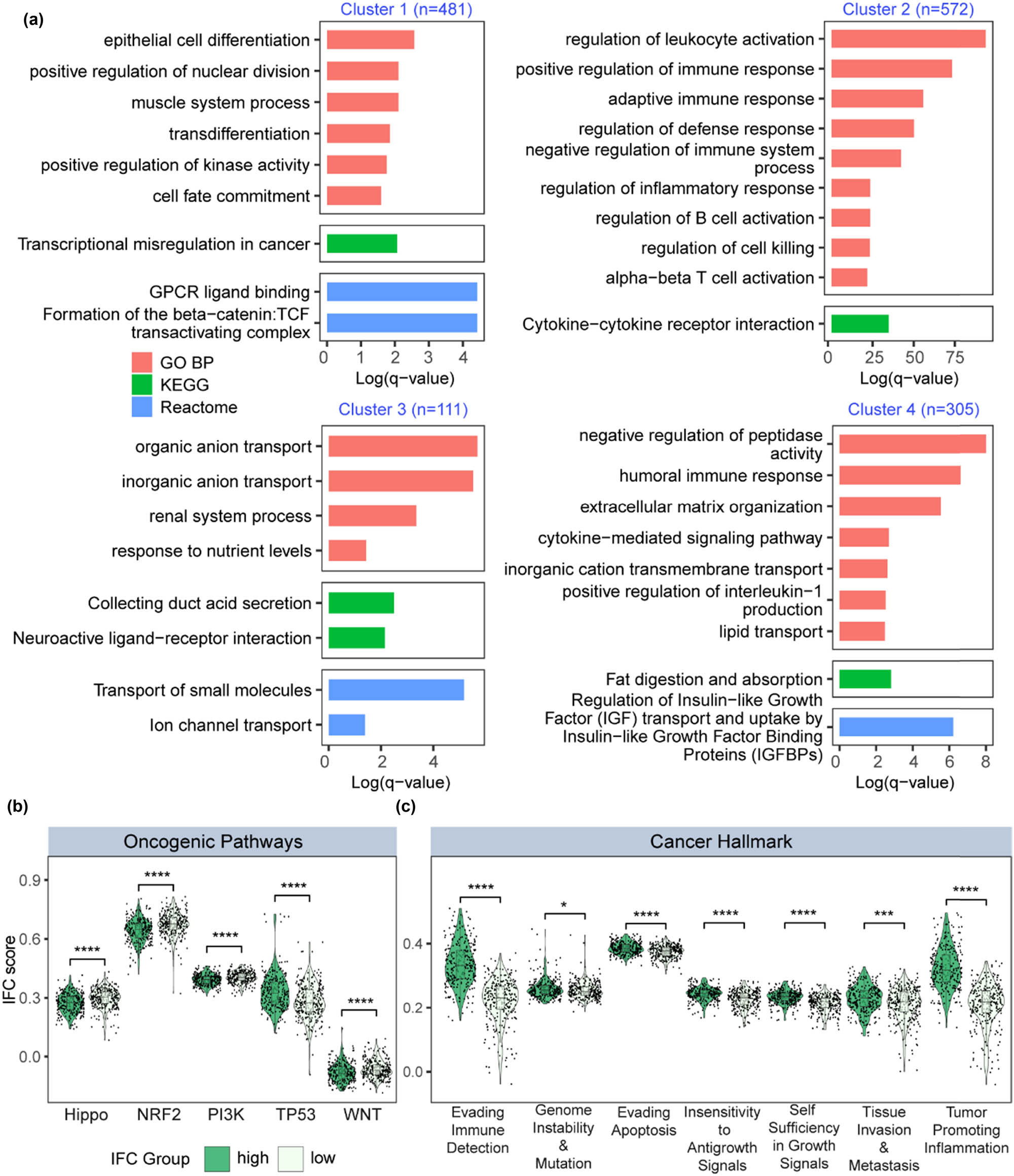 Figure 3
Functional enrichment analysis of high and low IFC groups. (a) Barplot illustrates the results of enrichment analysis for GO, KEGG, and Reactome gene sets. (b) Violin plots demonstrate the differences in oncogenic pathway activation levels between the high and low IFC groups (Mann–Whitney U test p < 0.05). (c) Violin plots depict the differential expression of cancer hallmark gene sets between the high and low IFC groups (Mann–Whitney U test p < 0.05; Kruskal–Wallis test p < 0.05).
