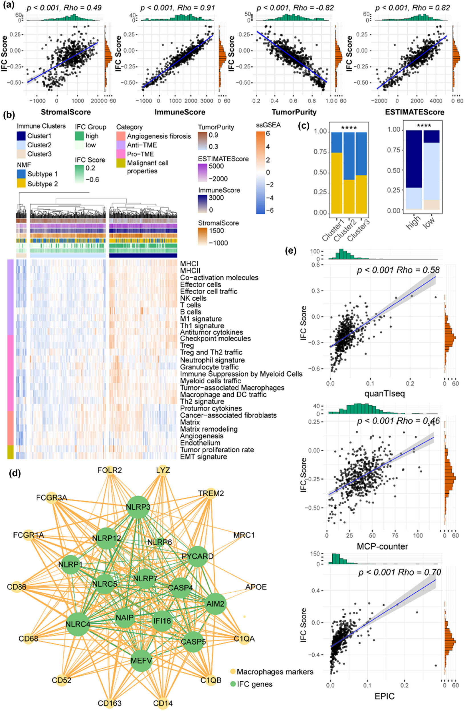 Figure 5
IFC scores were positively correlated with macrophage abundance. (a) Correlation curves display the correlation between the ESTIMATE score, immune score, stromal score, tumor purity, and IFC score. (b) TIME signatures defined three immune clusters. The heatmap displays the expression levels of 29 signatures across ccRCC samples. (c) Barplots illustrate the overlap among the three immune clusters, the high and low IFC groups, and the two IFC subtypes (Fisher’s exact test p < 0.05). (d) Co-expression network between IFC genes and macrophage marker genes. The network visualizes the co-expression relationships within IFC genes (shown in green edges), as well as between IFC and macrophage marker genes (shown in yellow edges). (e) Correlation curves show the correlation between the IFC score and the abundance of macrophages derived from three different data sources.