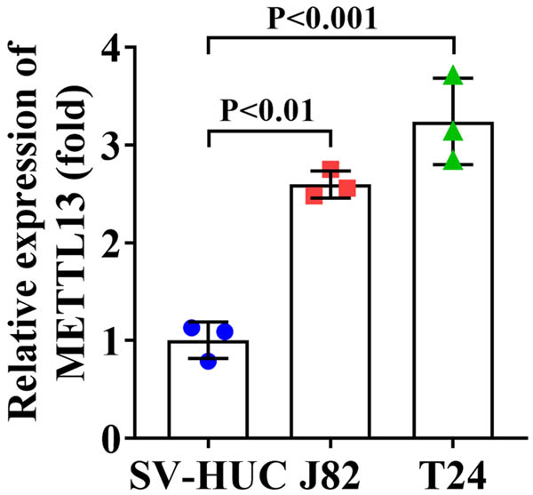 Figure 1
METTL13 was upregulated in BC cells. The METTL13 levels in SV-HUC, J82, and T24 cells were detected by RT-qPCR assay.