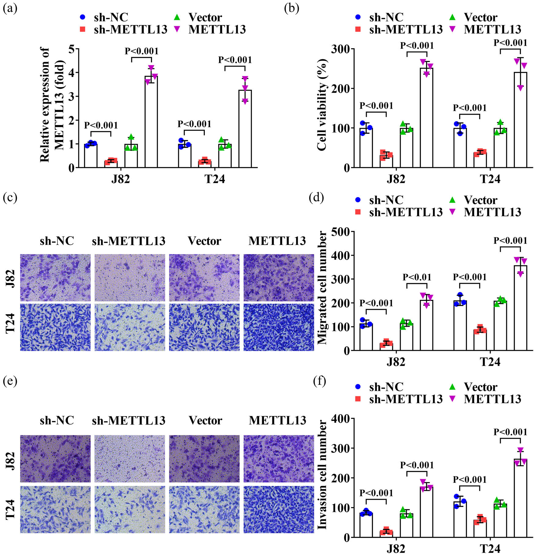Figure 2
METTL13 promoted the cell viability, migration, and invasion of J82 and T24 cells. (a) Knockout and overexpression efficiency of sh-METTL13 and METTL13 overexpressed plasmids were tested by RT-qPCR. After METTL13 knockdown and overexpression, the cell viability (b), migration (c) and (d) and invasion (e) and (f) abilities of J82 and T24 cells were detected by CCK-8 and Transwell assay. Sh-NC, shRNA negative control. Sh-METTL13, shRNA METTL13. METTL13, METTL13 overexpressed plasmids. Vector, empty overexpressed plasmids.