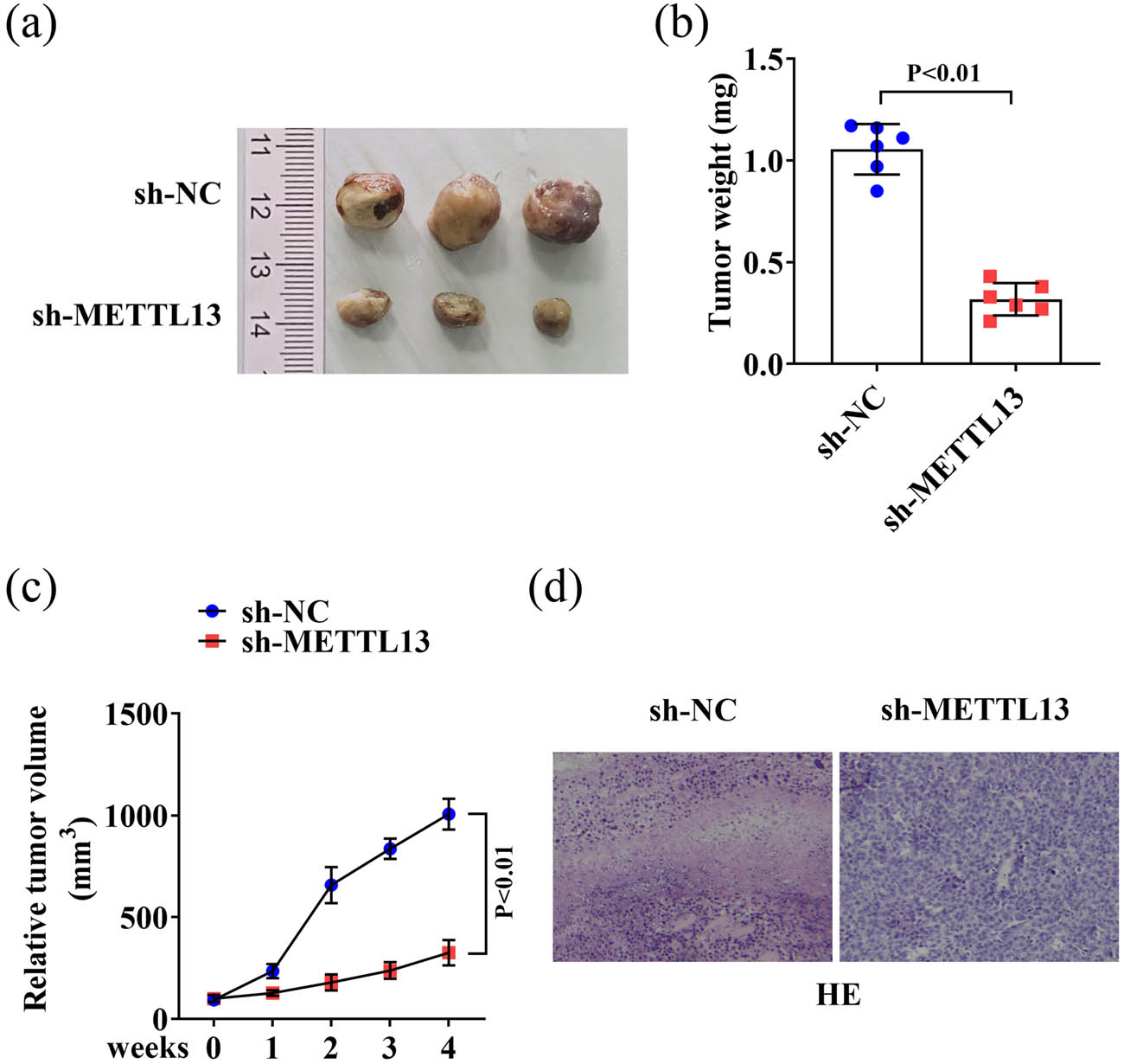 Figure 3
METTL13 knockdown inhibited the BC development in vivo. (a) The images of the tumor samples in the sh-NC and sh-METTL13 mice. (b) The weight (b) and volume (c) of the tumor samples in the sh-NC and sh-METTL13 mice. (d) HE staining of the tumor samples in the sh-NC and sh-METTL13 mice. Sh-NC, shRNA negative control. Sh-METTL13, shRNA METTL13. HE, hematoxylin-eosin.