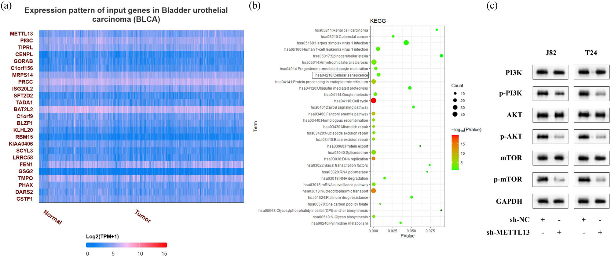 Figure 4
METTL13 was closey related to PI3K/AKT signaling pathway. (a) Genes positively correlated with METTL13 in BC were analyzed using the UALCAN online database and the top 25 genes were listed. (b) KEGG analysis of Genes positively correlated with METTL13 in BC. (c) Protein levels of PI3K, AKT, and mTOR in the METTL13 knockdown J82 and T24 cells were detected by Western blot analysis. Sh-NC, shRNA negative control. Sh-METTL13, shRNA METTL13.