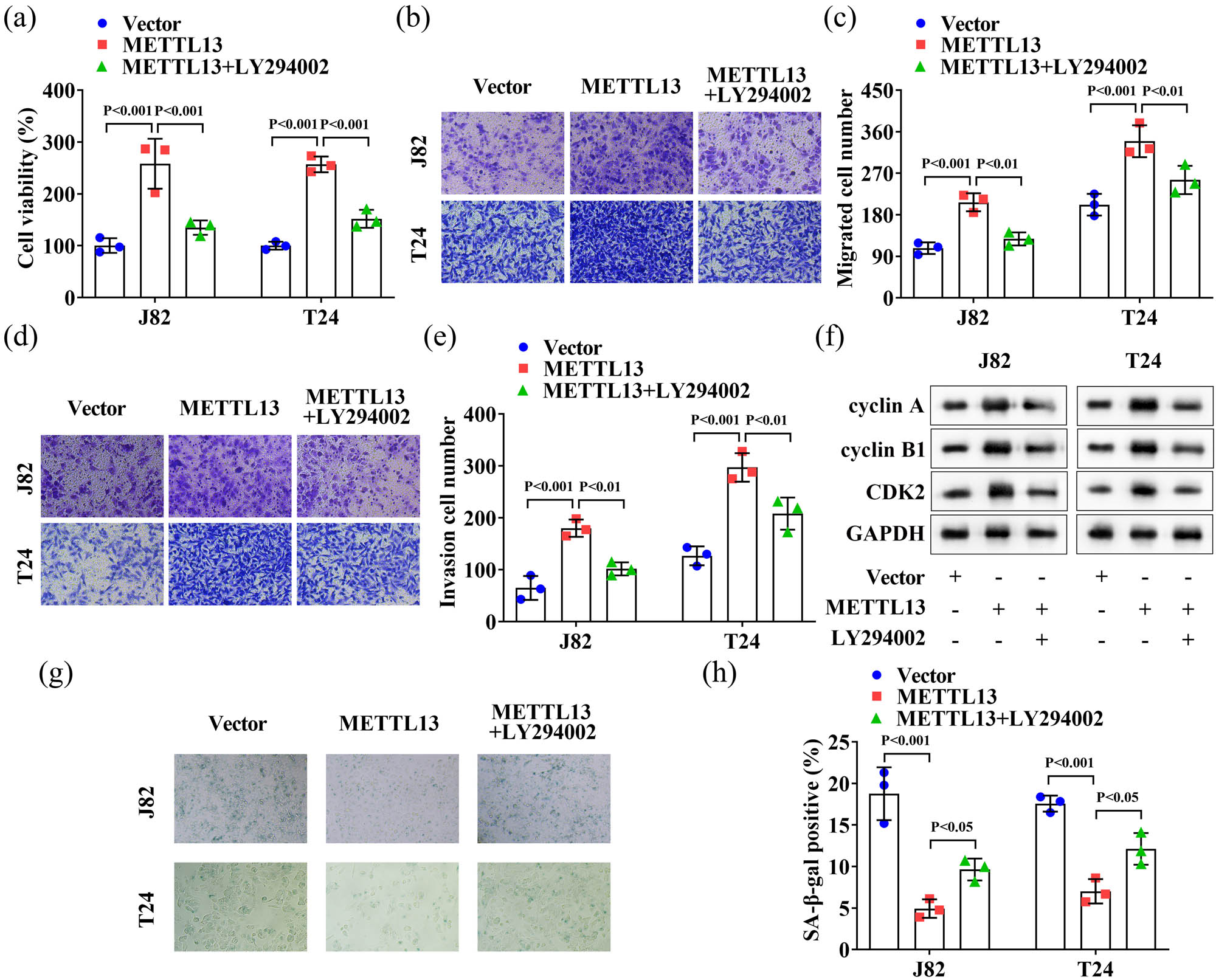 Figure 5
LY294002 treatment reversed the role of METTL13 overexpression in the J82 and T24 cells. (a) The J82 and T24 cells were treated with METTL13 overexpressed plasmids and PI3K/AKT pathway inhibitor (LY294002). Then the cell viability (a), migration (b) and (c) and invasion (d) and (e) abilities of J82 and T24 cells were detected by CCK-8 and Transwell assays. (f) The protein levels of cyclin A, cyclin B1, and CDK2 of J82 and T24 cells were detected by Western blot analysis. (g) and (h) The SA-β-gal levels of J82 and T24 cells were detected by β-galactosidase staining kit. METTL13, METTL13 overexpressed plasmids. Vector, empty overexpressed plasmids. LY294002, PI3K/AKT pathway inhibitor. SA-β-gal, senescence-associated β-galactosidase.
