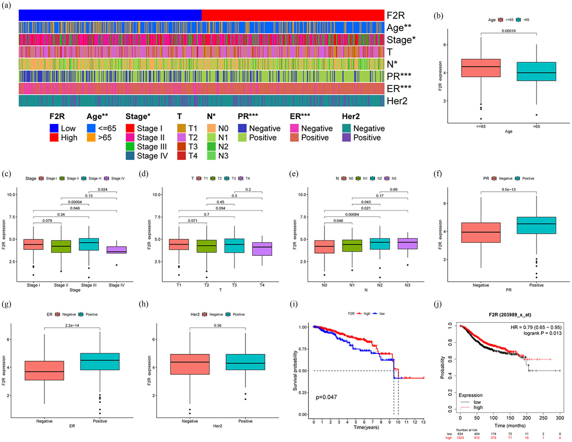 Figure 2
Expression of F2R correlates with the prognosis and clinicopathological characteristics of patients with BC. (a) Clinical data analysis using thermal imaging in patients with BC with varying levels of F2R expression reveals a significant correlation between F2R expression and key clinicopathological parameters such as age, stage, N stage, PR status, ER status, and Her2 status. (b)–(h) Furthermore, F2R expression is positively correlated with histological grade, pathological stage, T stage, and N stage, but not with age, gender, or M stage. (i) Analysis of TCGA dataset demonstrates that patients with BC with high F2R expression exhibit significantly longer overall survival compared to those with low F2R expression. (j) The prognostic significance of F2R in BC is confirmed through validation using data from the K–M Plotter website. *p < 0.5, **p < 0.01, ***p < 0.001.