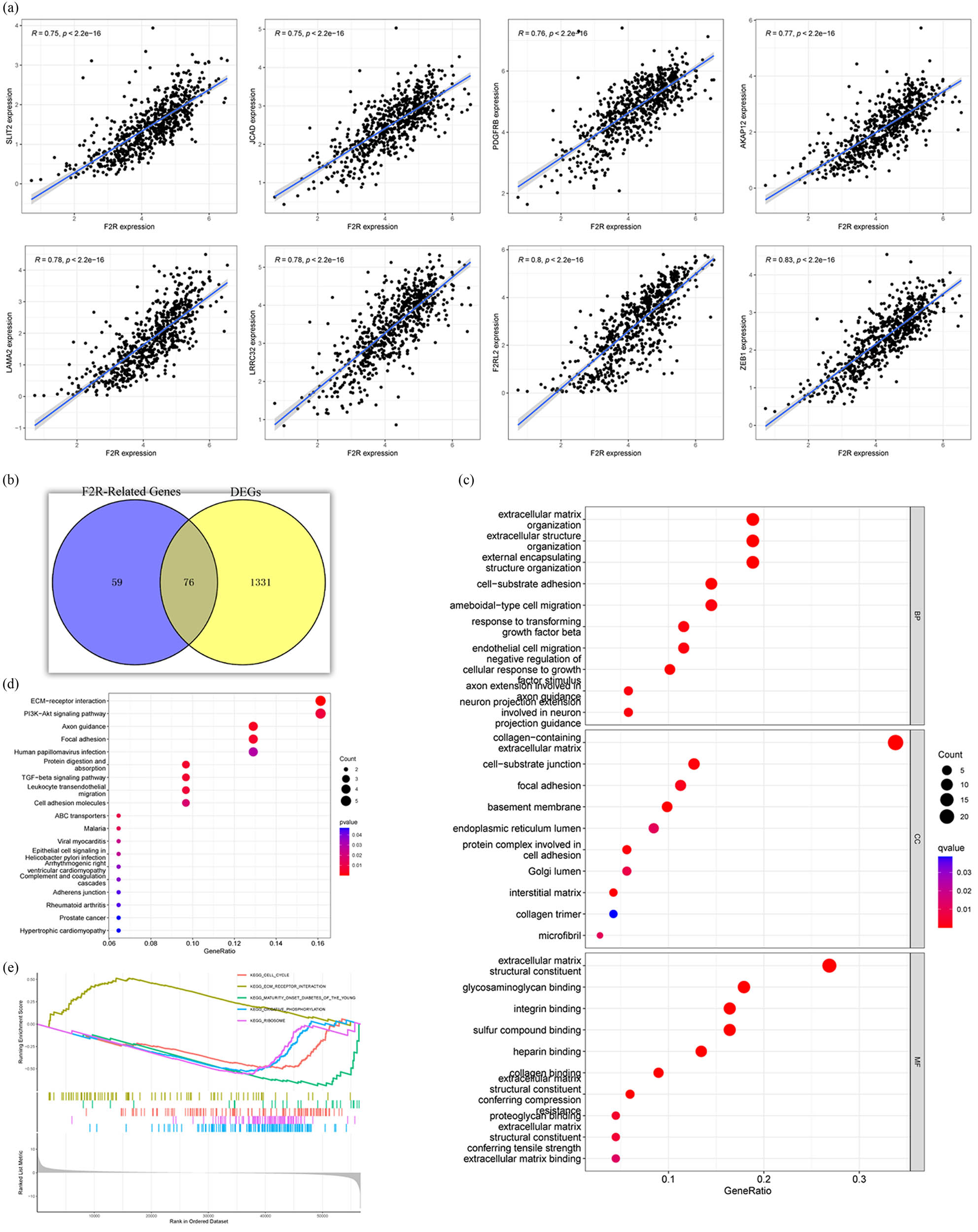 Figure 3
Gene enrichment analysis to identify pathways associated with F2R. (a) Genes highly correlated with F2R (correlation coefficient >0.6) were identified in BC using Pearson’s correlation analysis. (b) A subset of 76 DEGs exhibiting a strong correlation with F2R were selected for further investigation. (c) Gene ontology (GO) enrichment analysis was performed to explore the functional characteristics of F2R-related DEGs. (d) KEGG enrichment analysis was conducted to identify pathways associated with F2R-related DEGs. (e) GSEA was utilized to elucidate the signal pathways associated with F2R mRNA expression in BC.